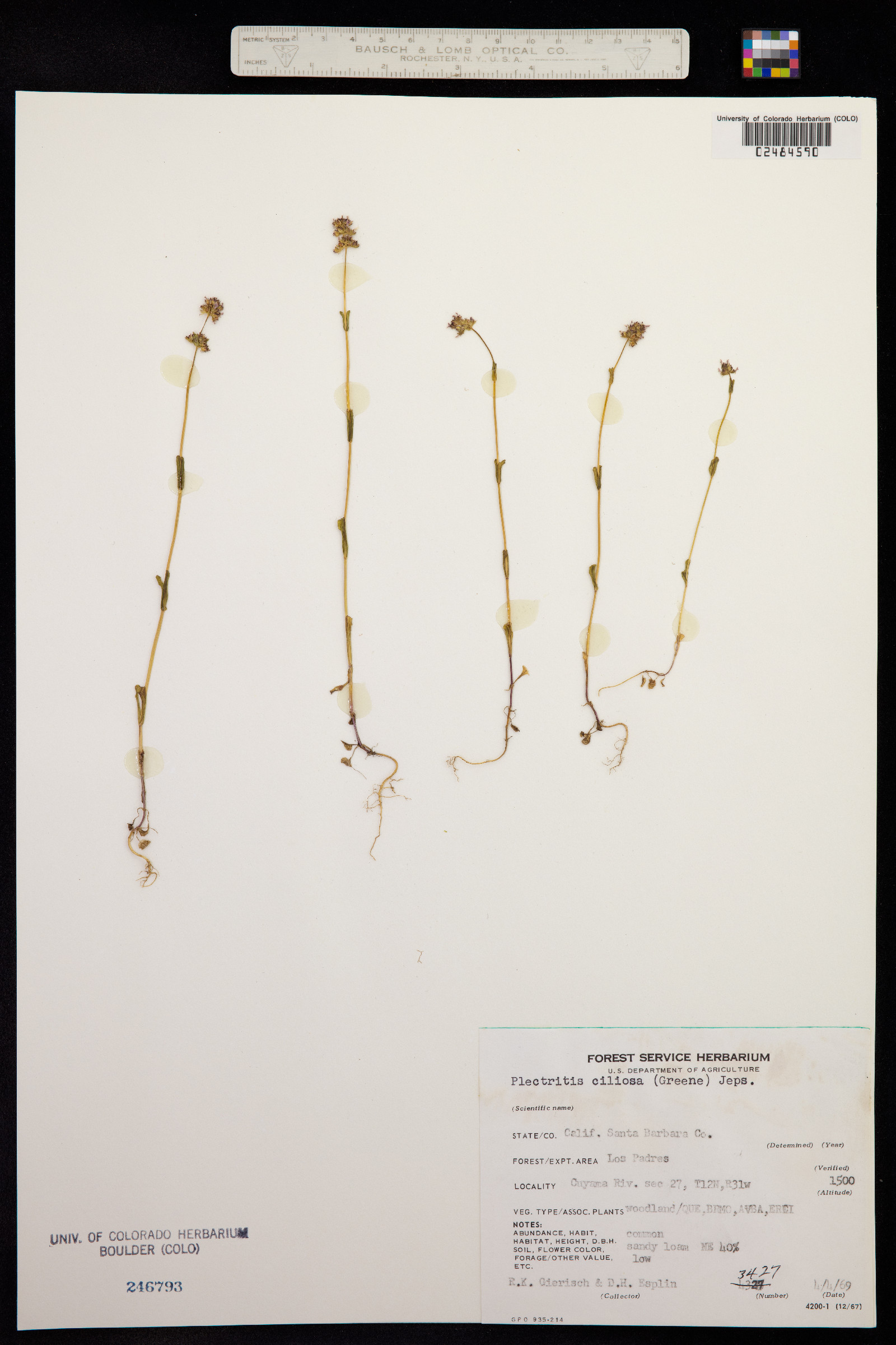 Plectritis ciliosa image