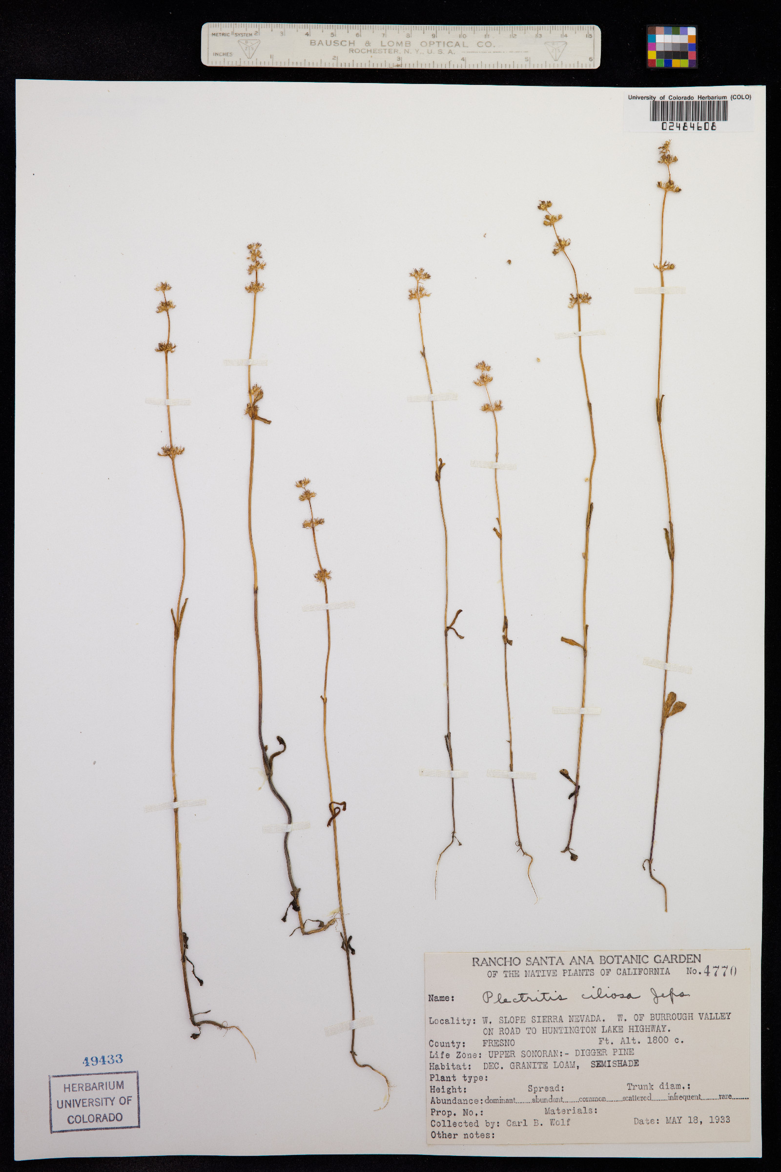 Plectritis ciliosa image