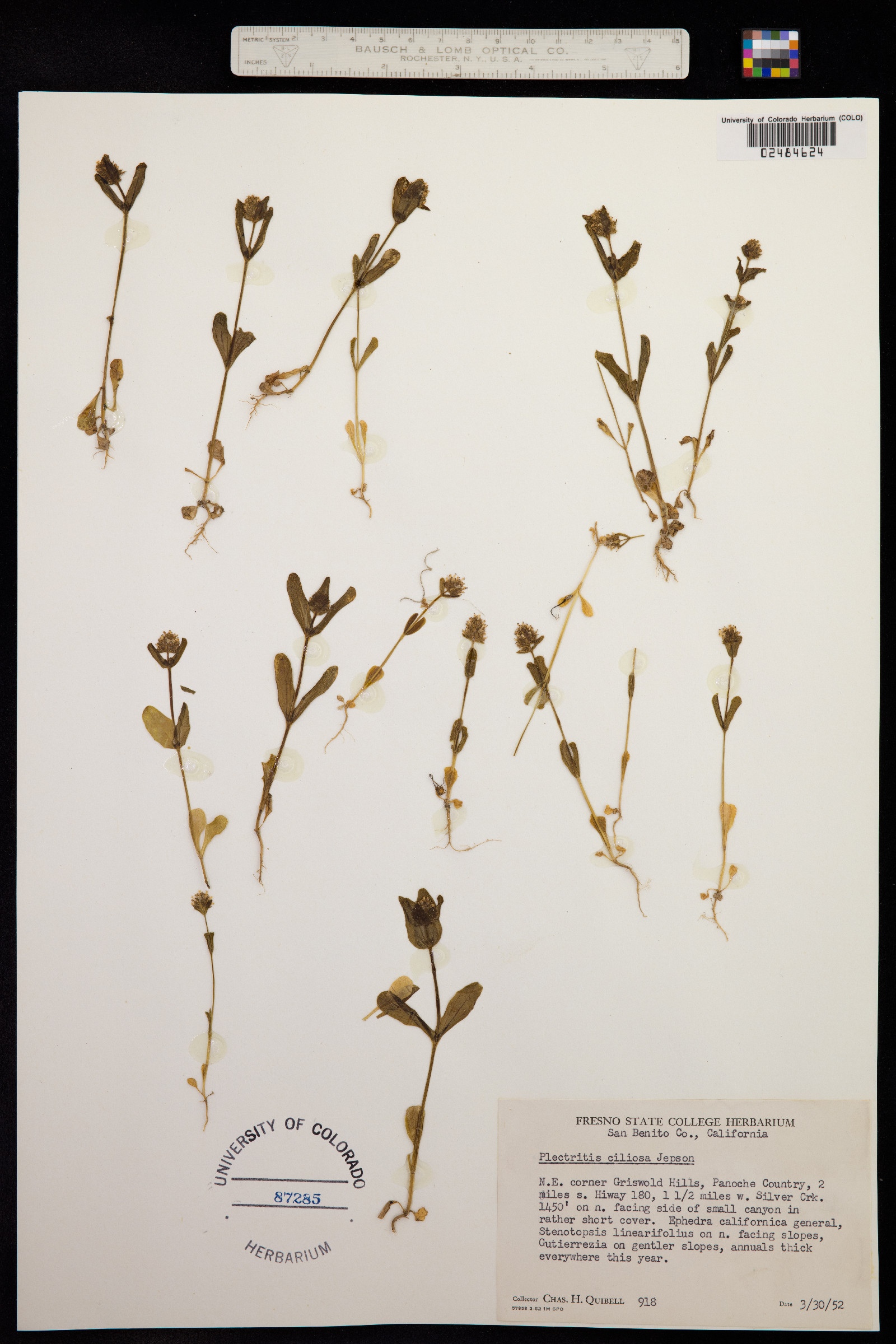 Plectritis ciliosa image