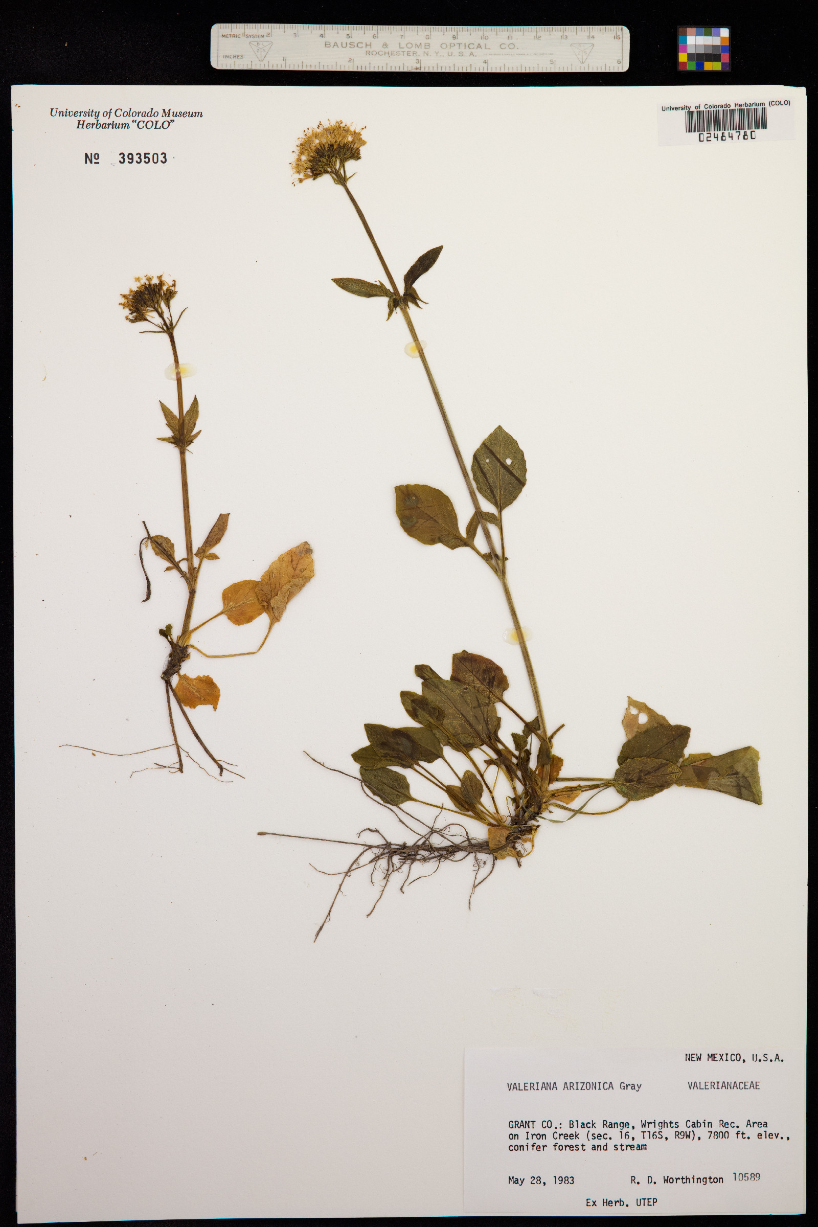 Valeriana arizonica image