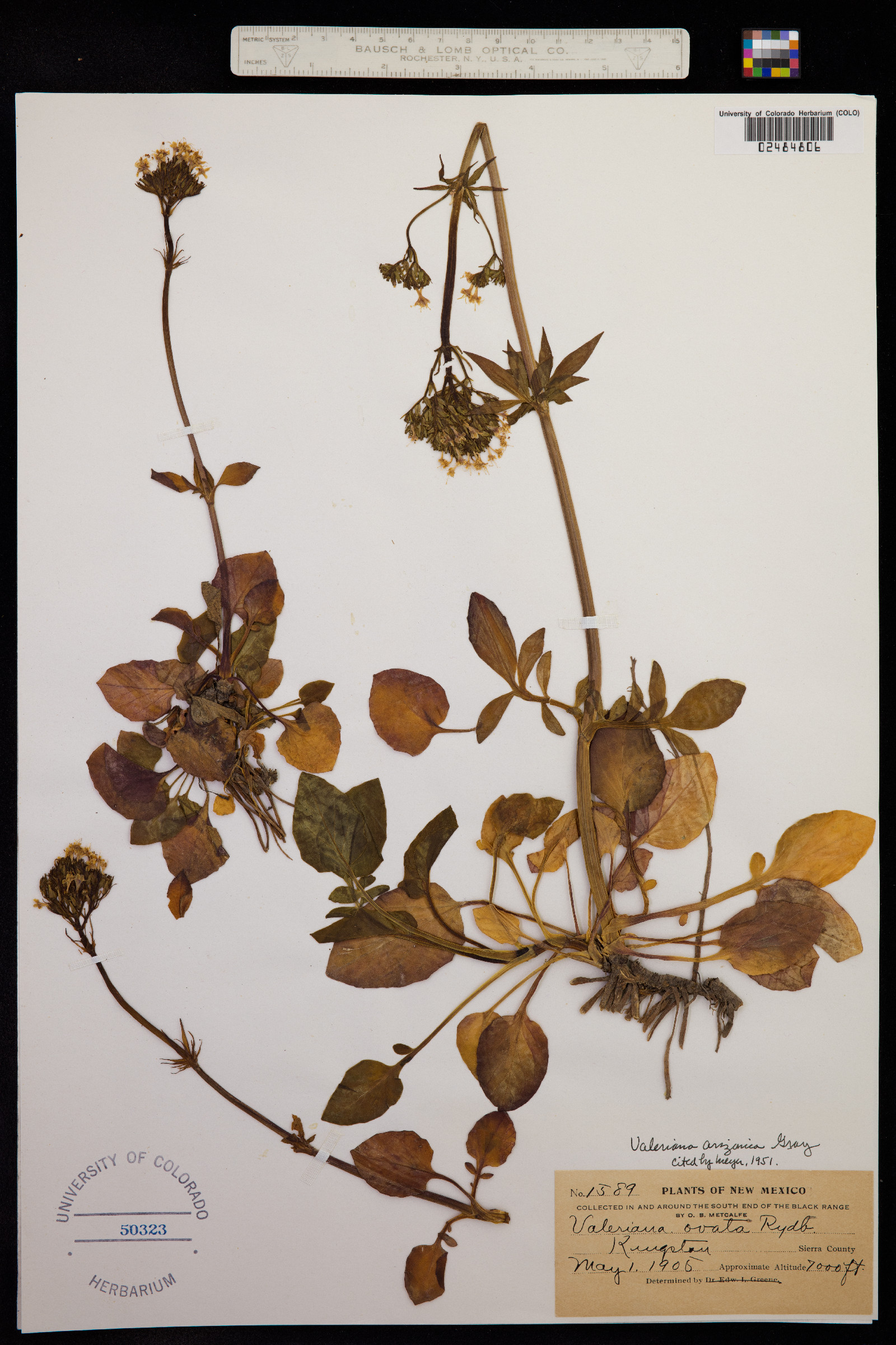 Valeriana arizonica image