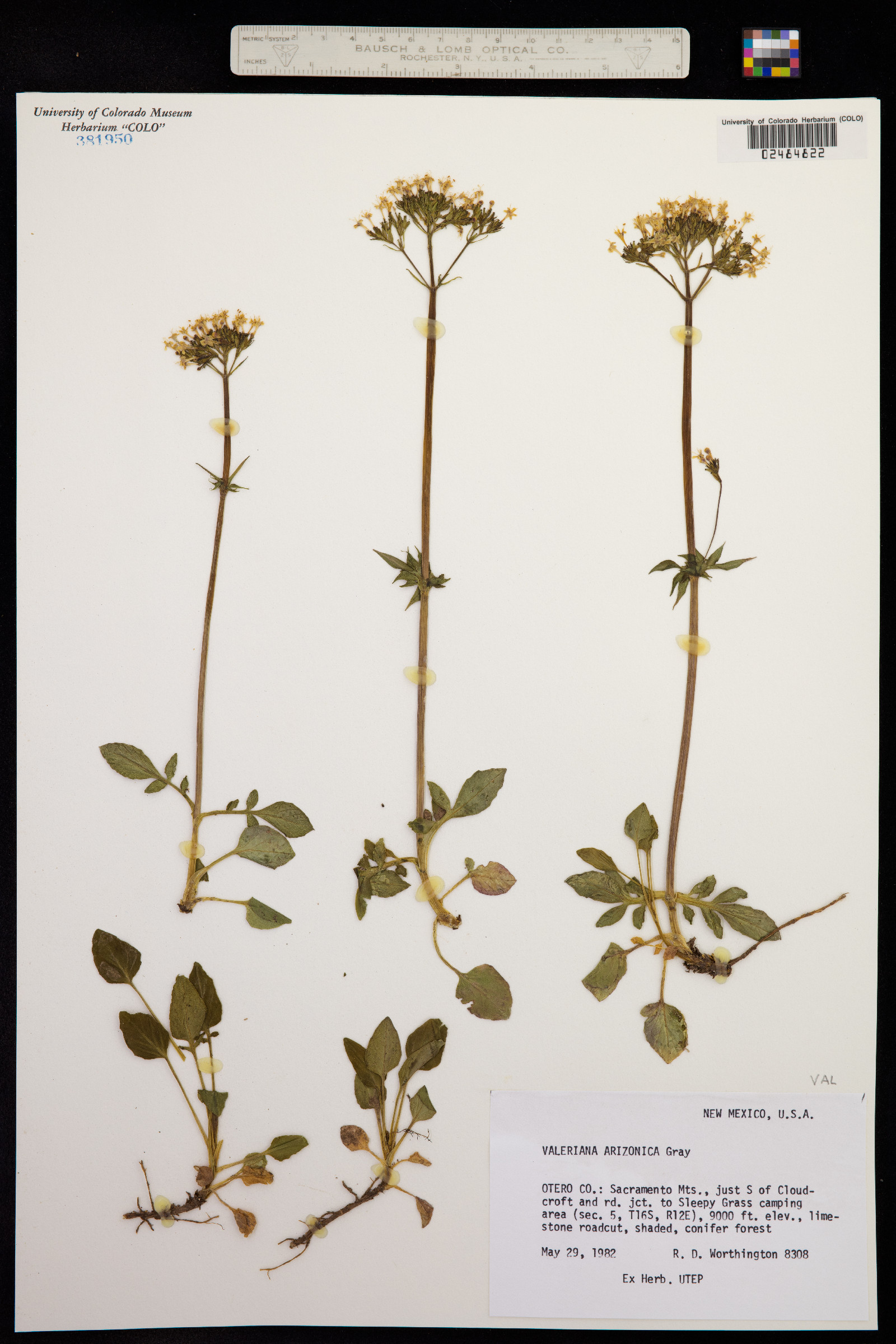 Valeriana arizonica image