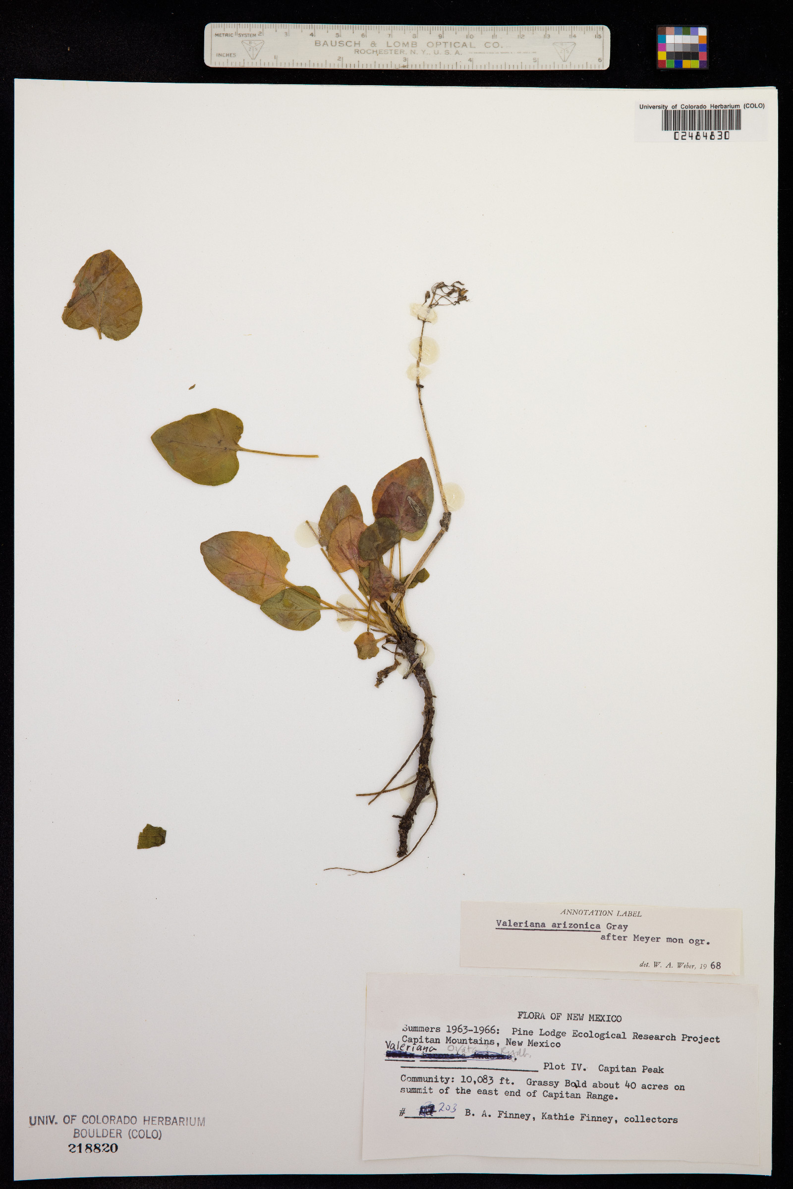 Valeriana arizonica image