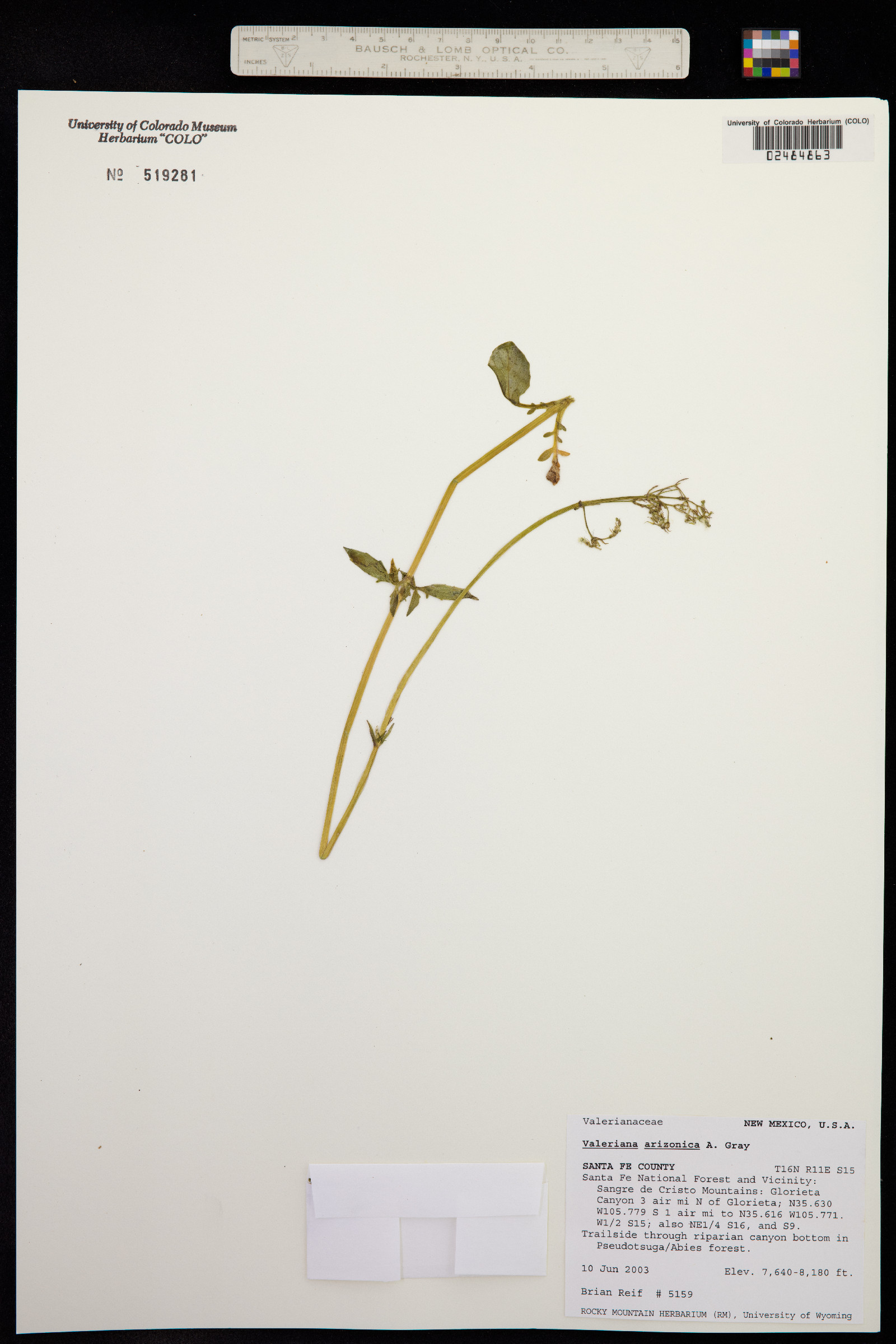 Valeriana arizonica image