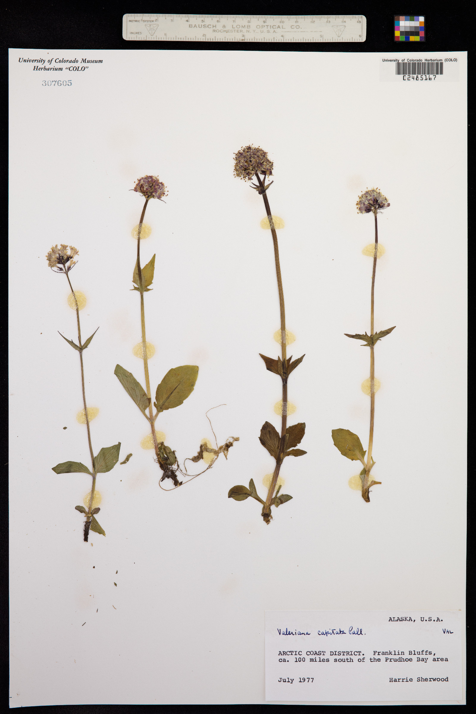Valeriana image