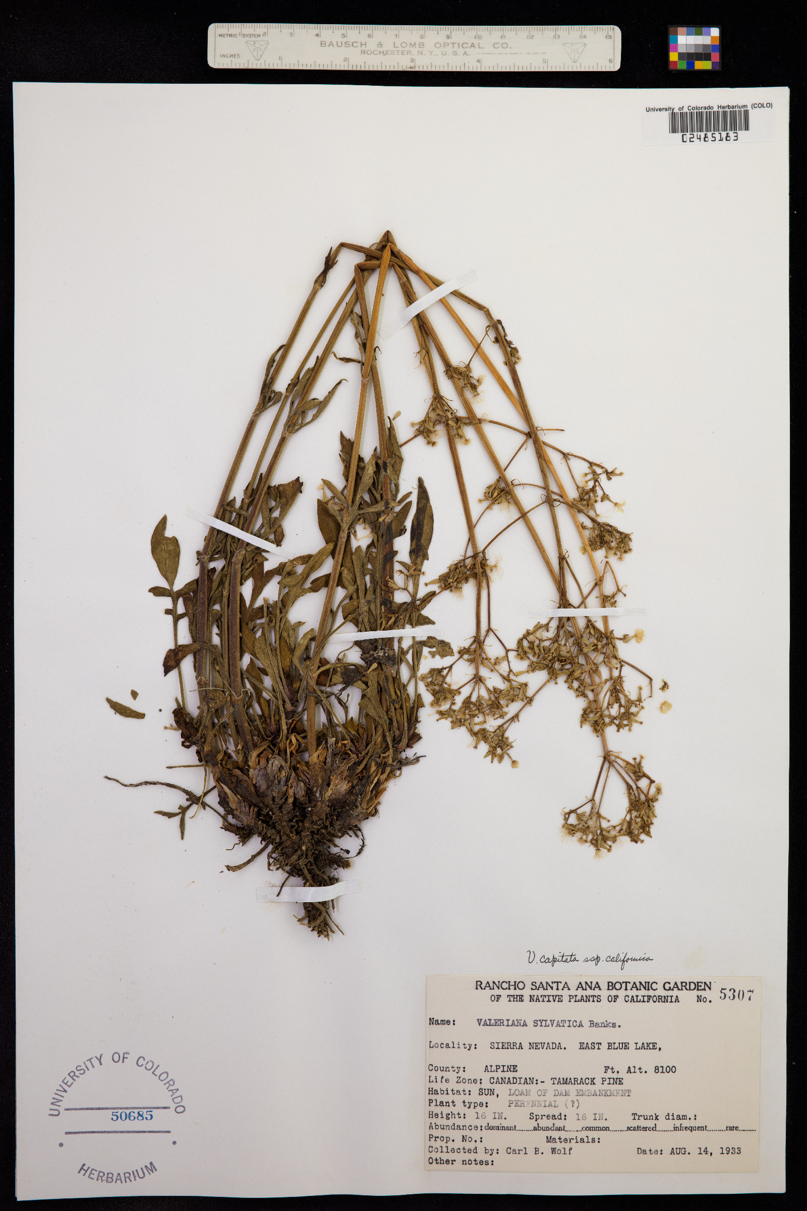 Valeriana image