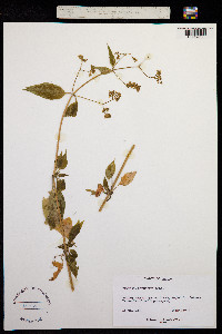 Valeriana clematitis image