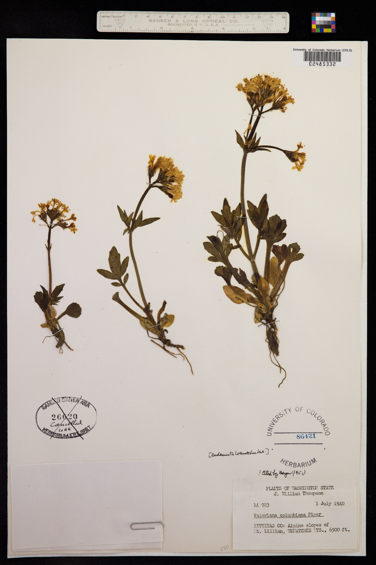Valeriana columbiana image