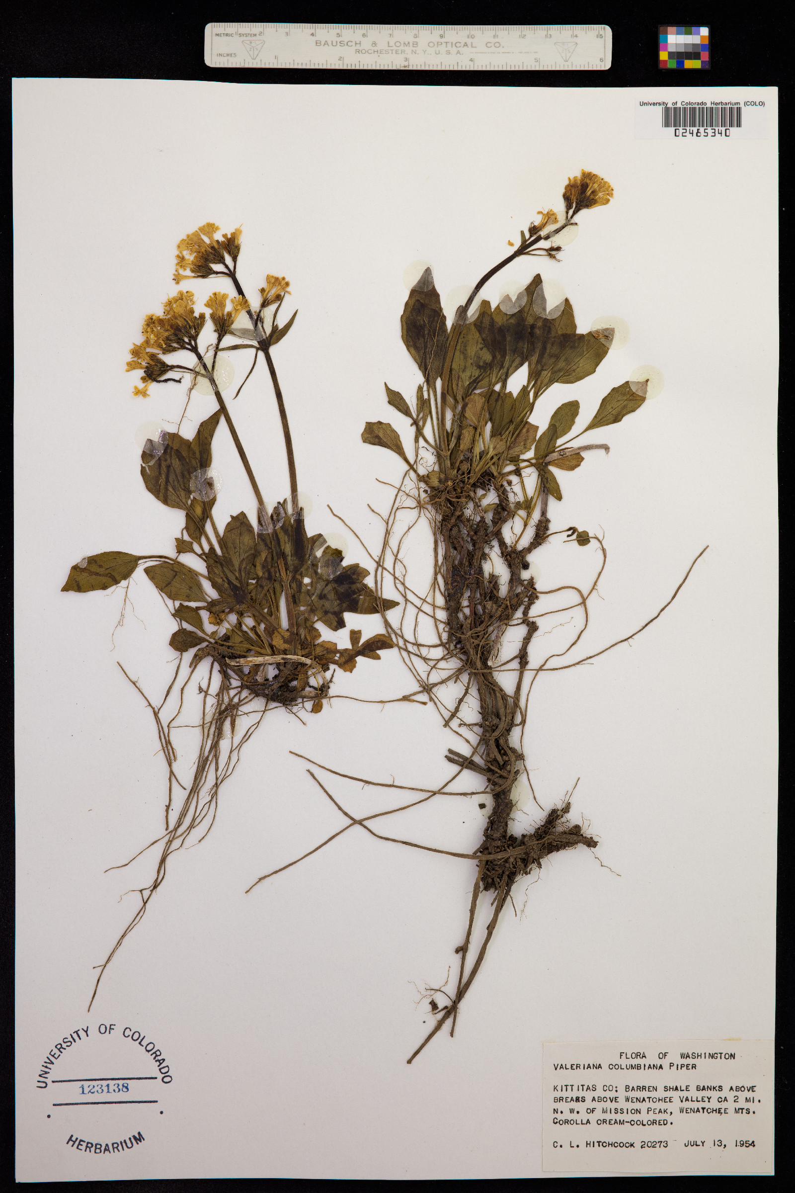 Valeriana columbiana image