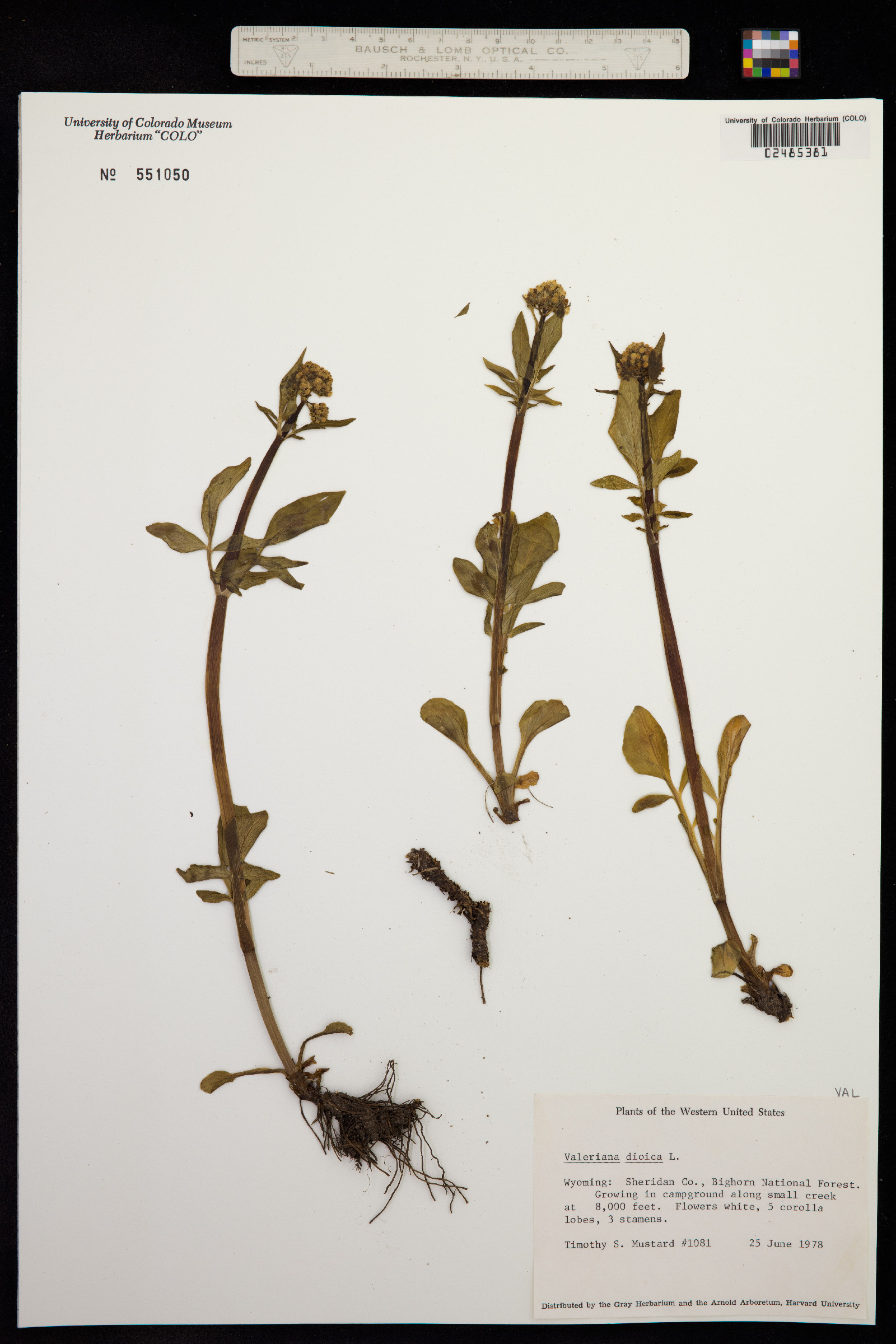 Valeriana dioica image
