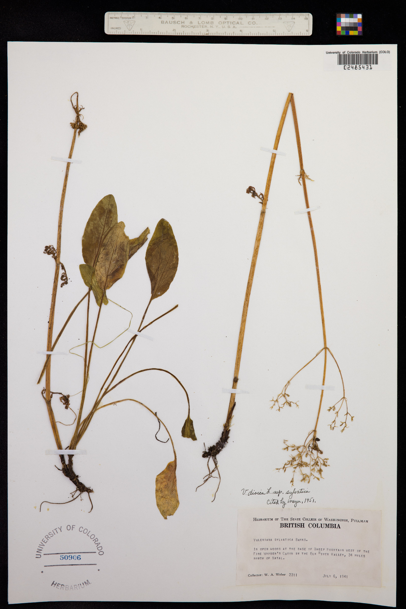 Valeriana dioica image