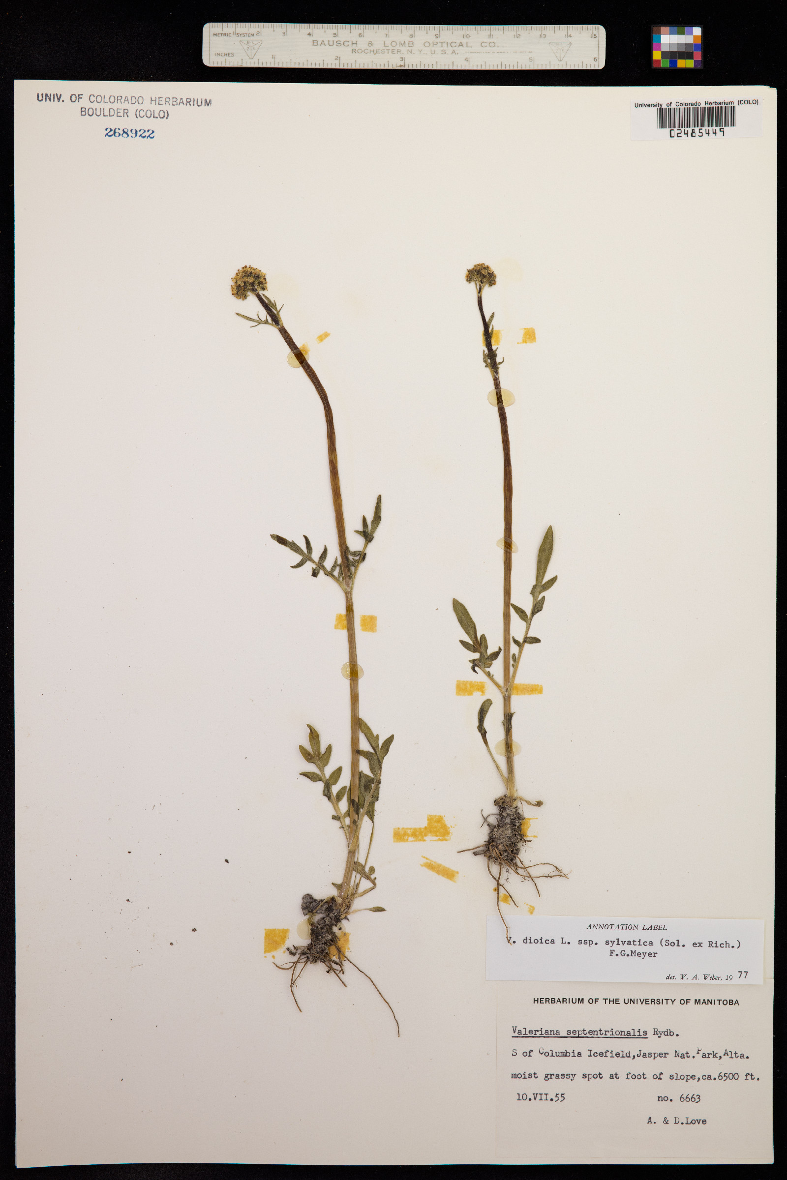 Valeriana dioica image