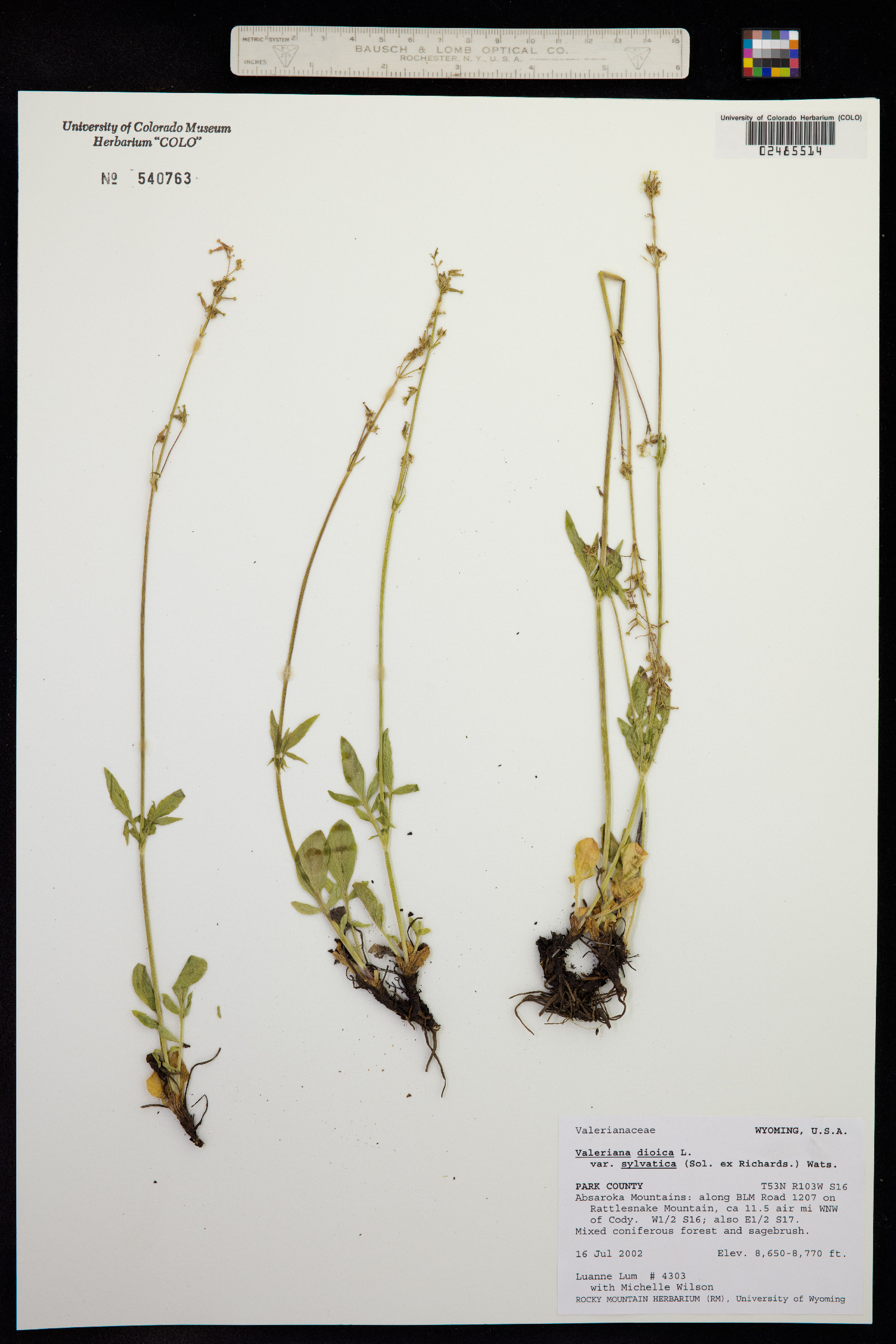 Valeriana dioica image