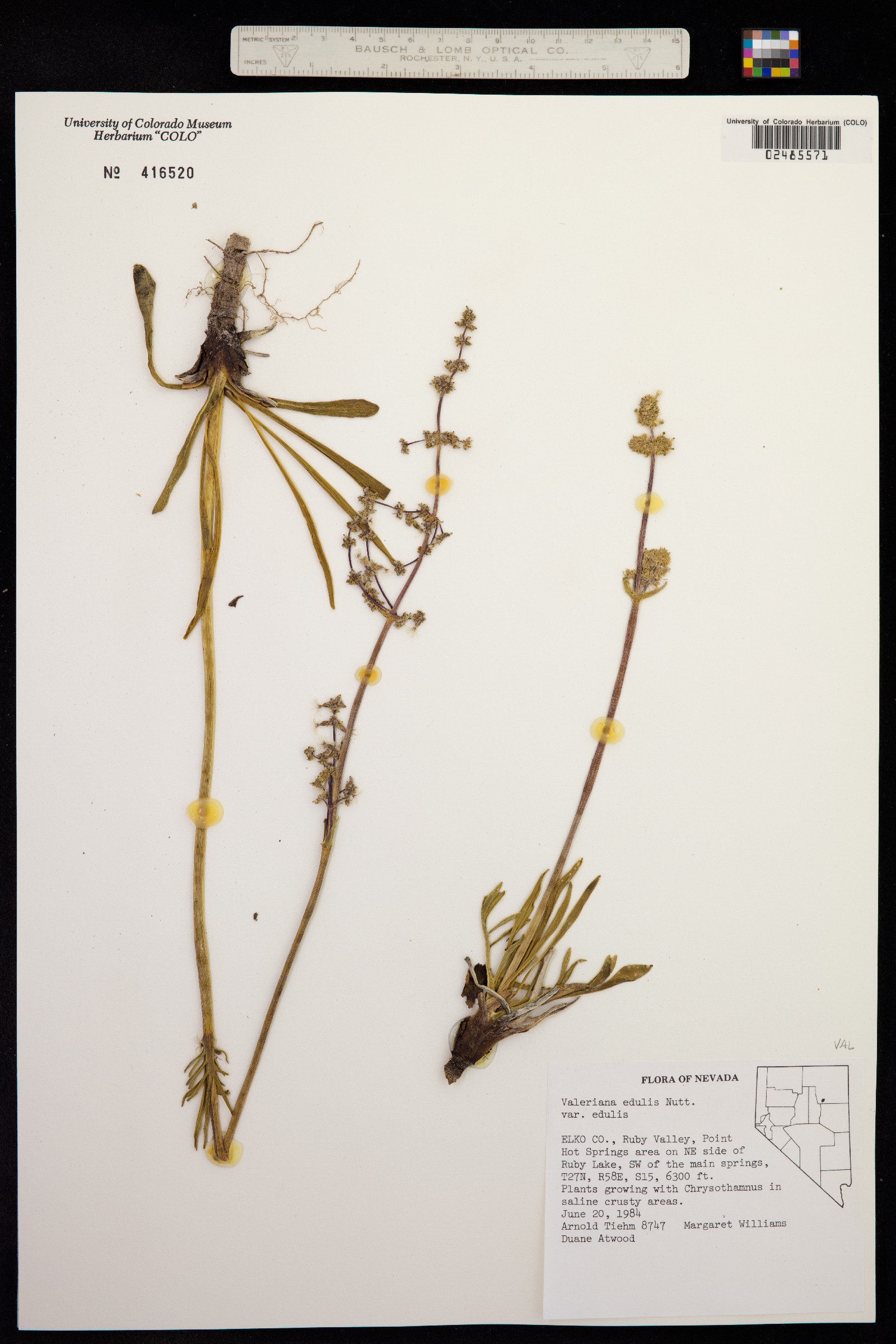 Valeriana edulis image