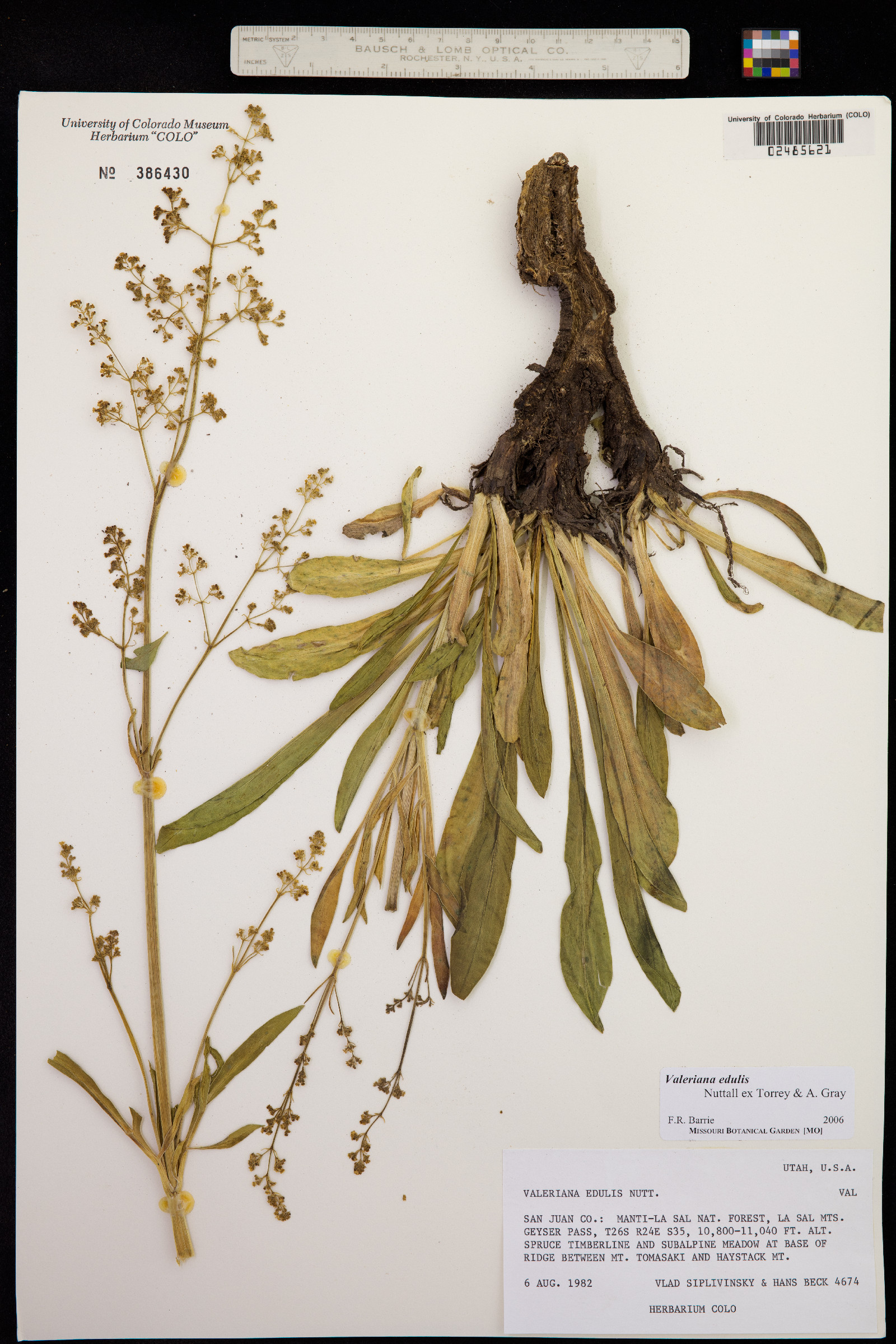 Valeriana edulis image