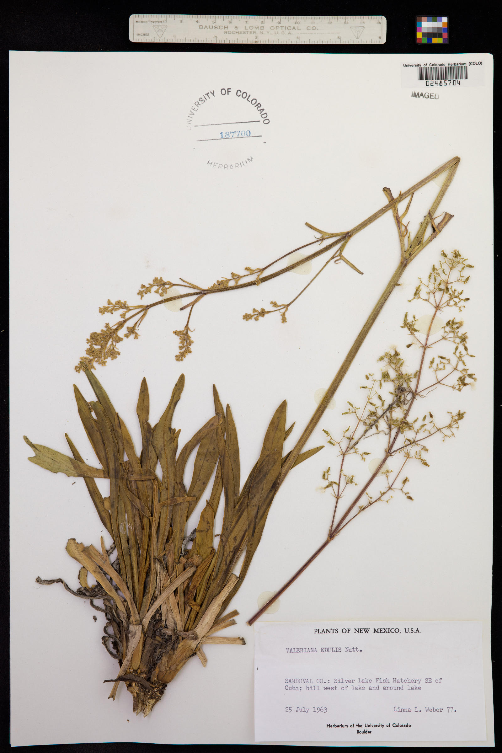 Valeriana edulis image