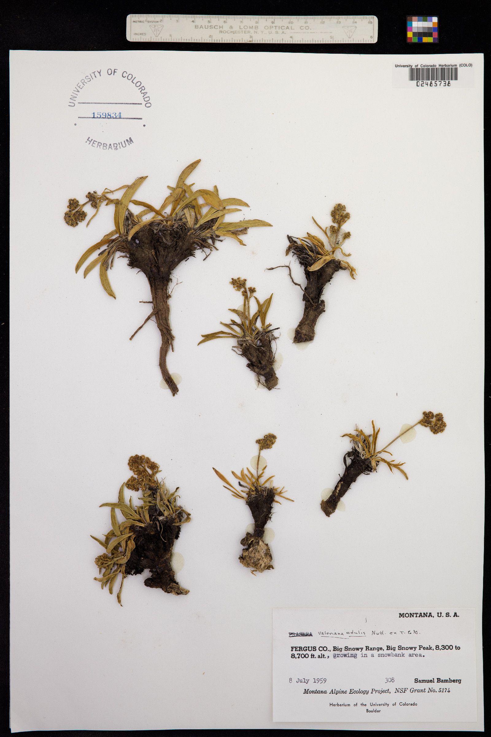Valeriana edulis image