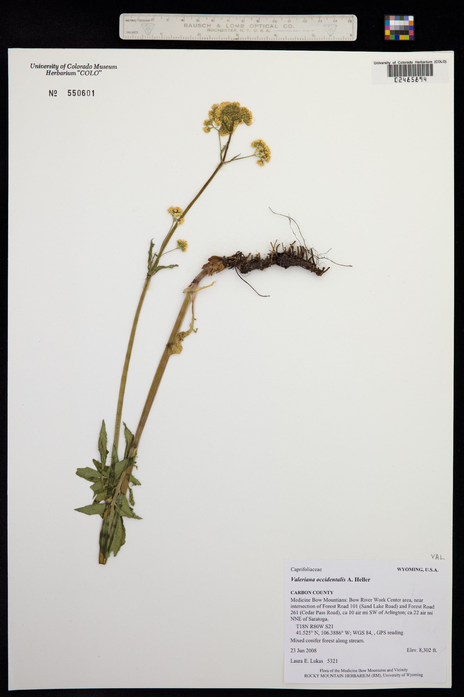 Valeriana occidentalis image