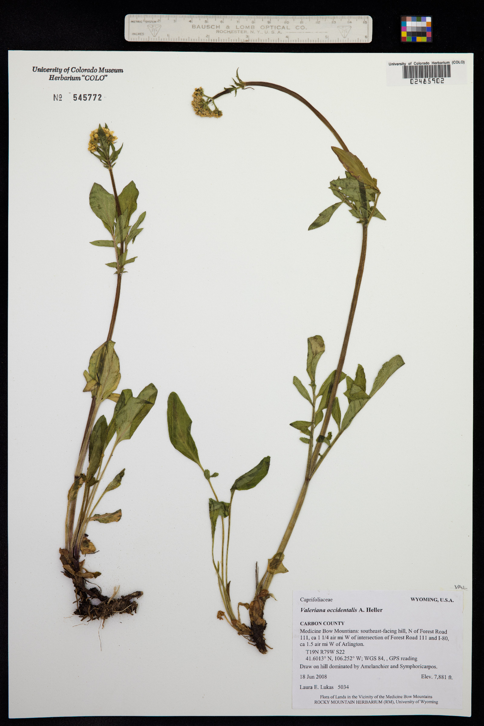 Valeriana occidentalis image