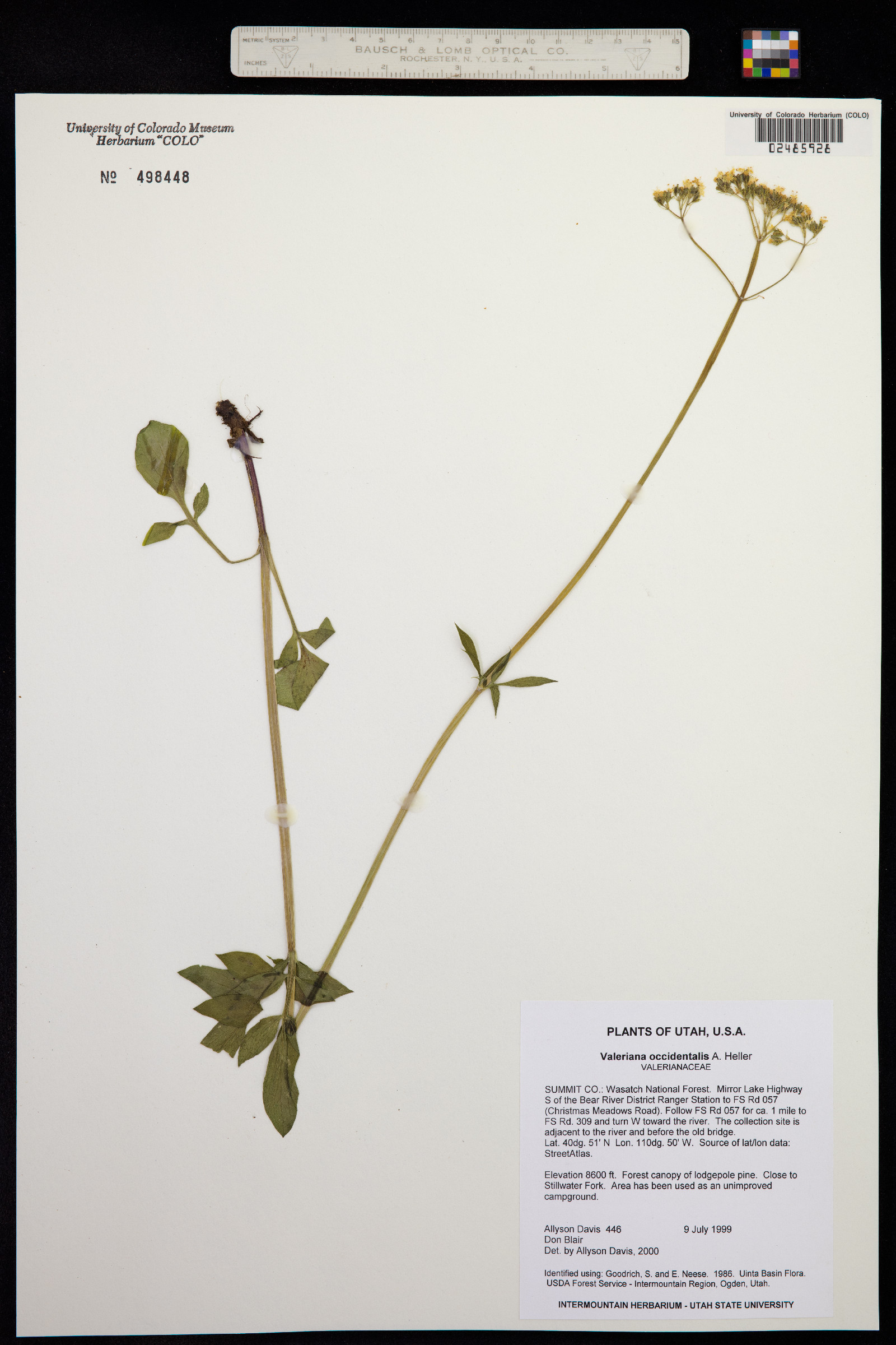 Valeriana occidentalis image