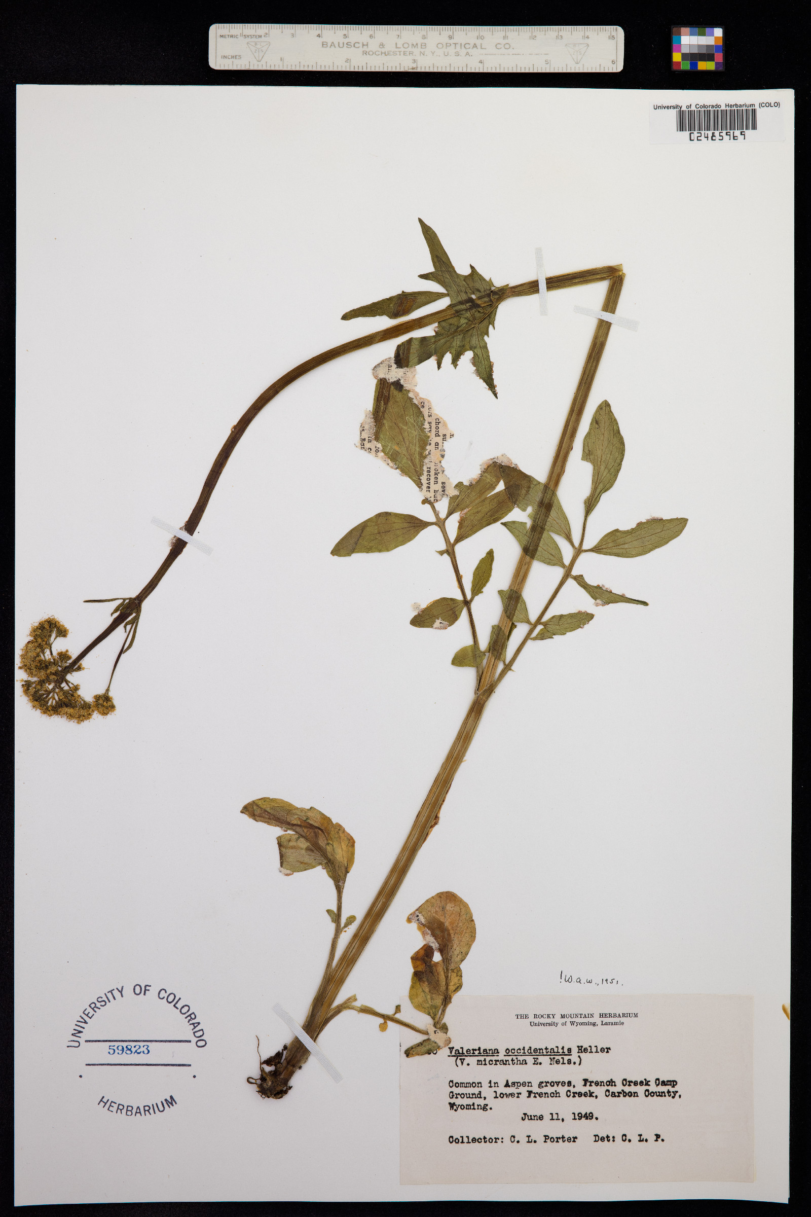 Valeriana occidentalis image