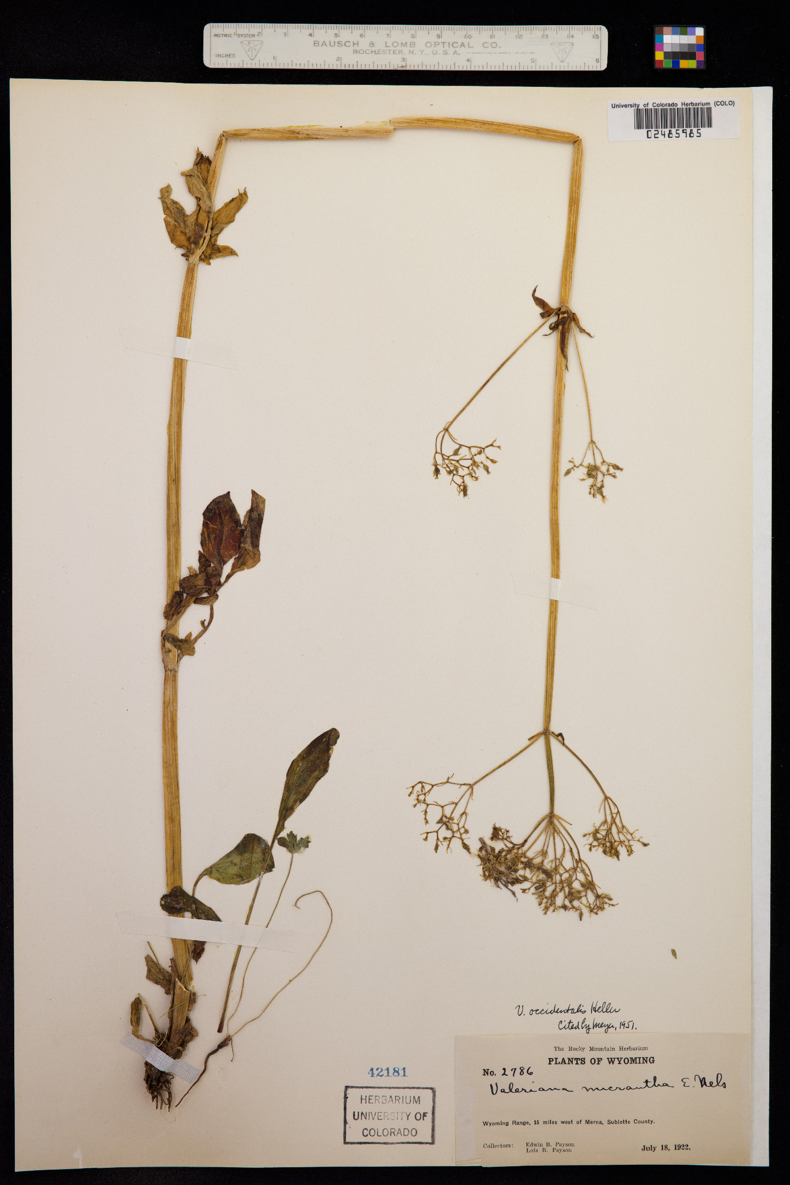 Valeriana occidentalis image