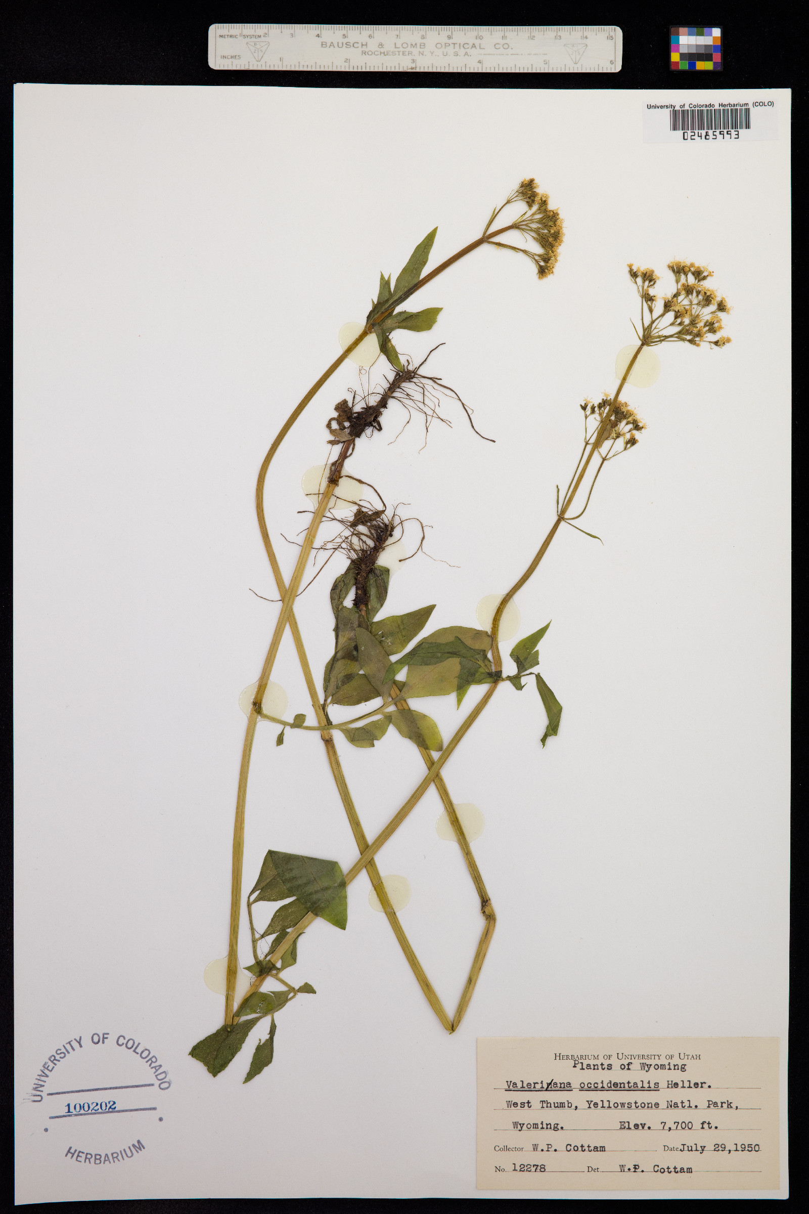 Valeriana occidentalis image