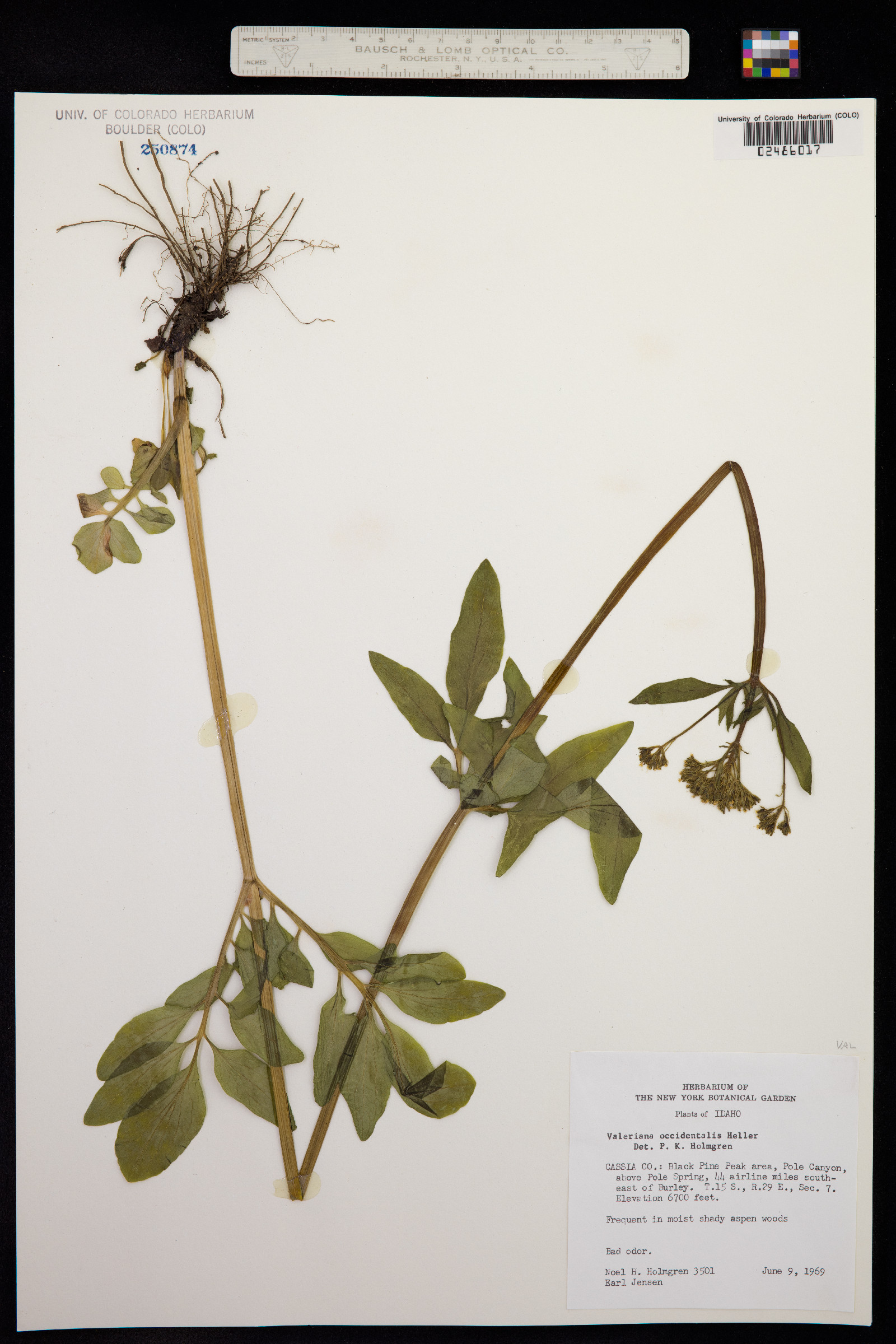 Valeriana occidentalis image