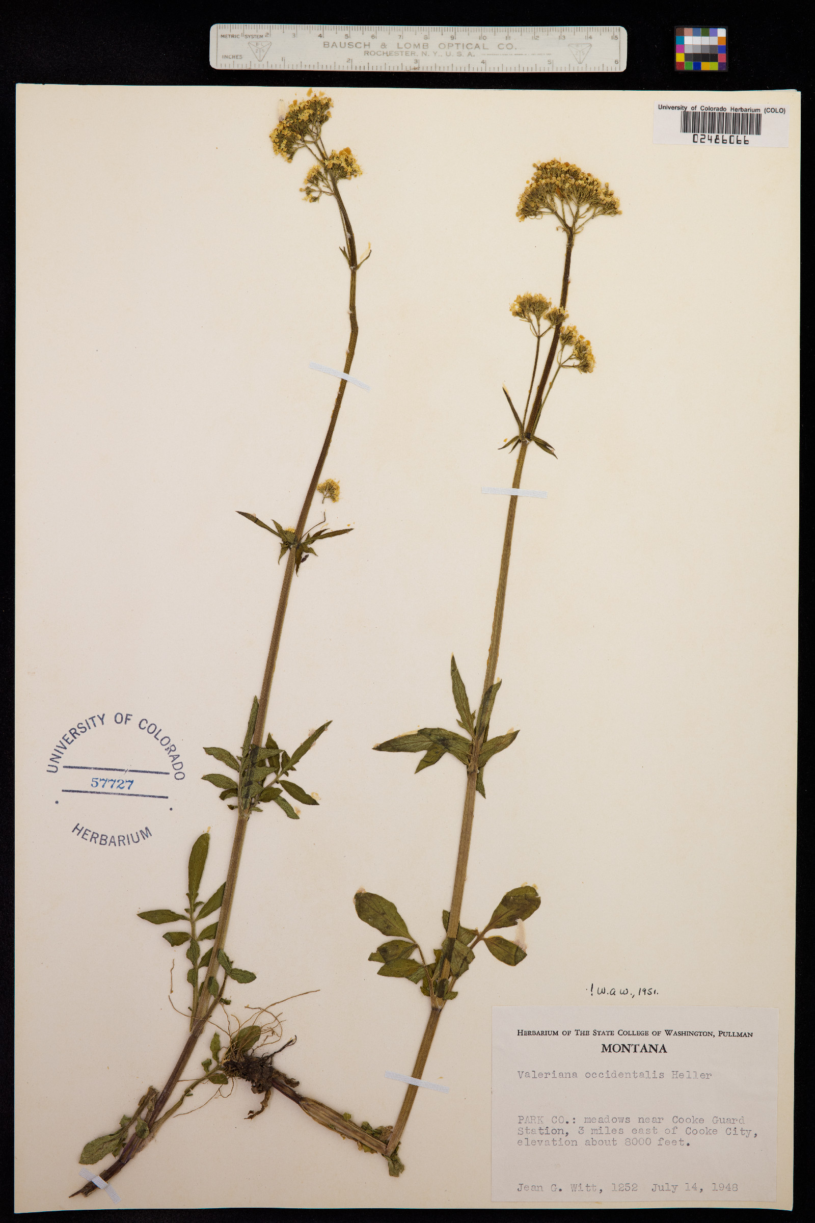 Valeriana occidentalis image