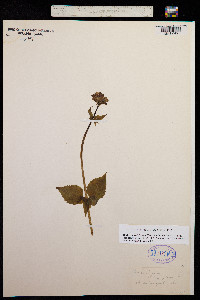 Image of Valeriana pauciflora
