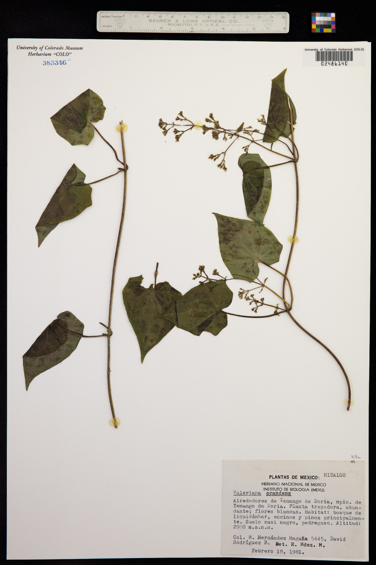 Valeriana scandens image