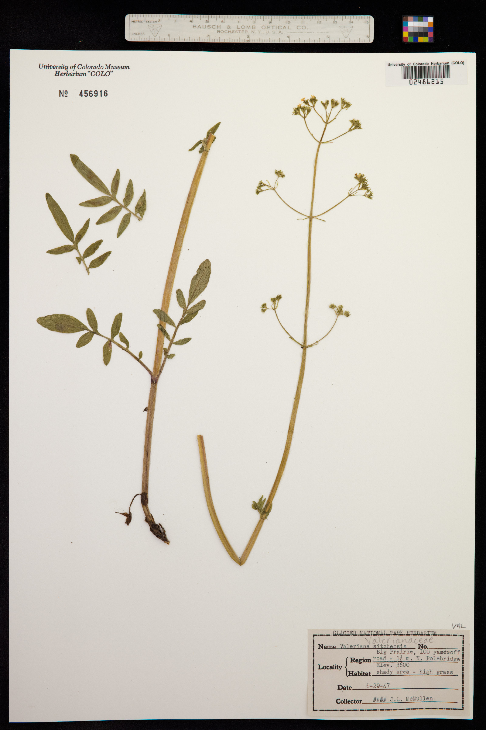 Valeriana sitchensis image