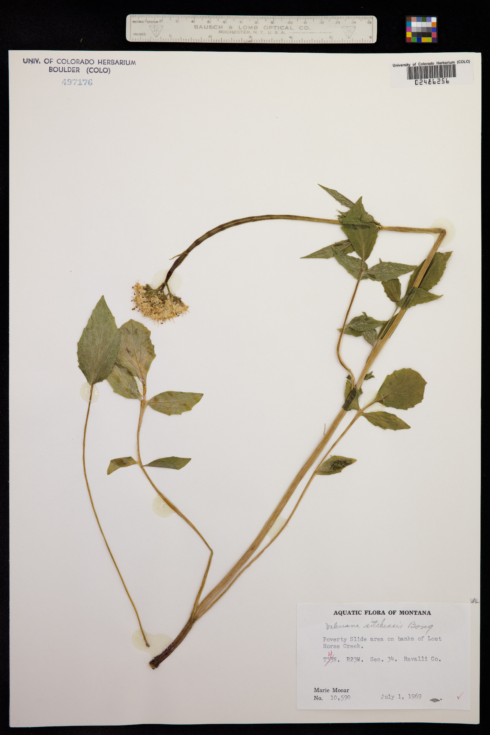 Valeriana sitchensis image