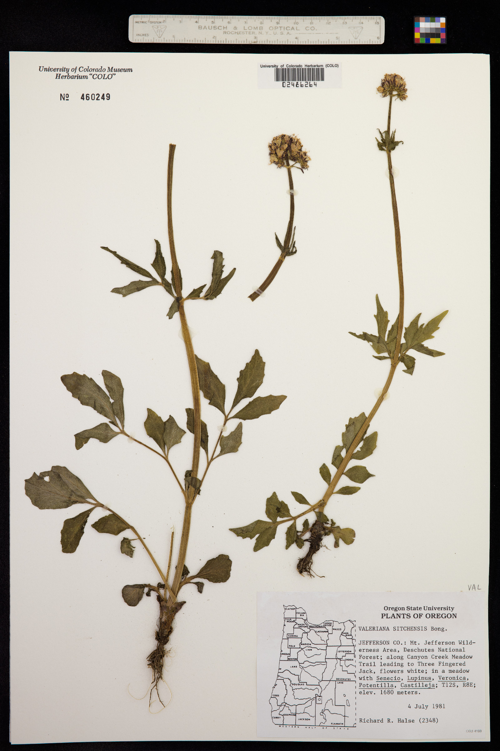 Valeriana sitchensis image