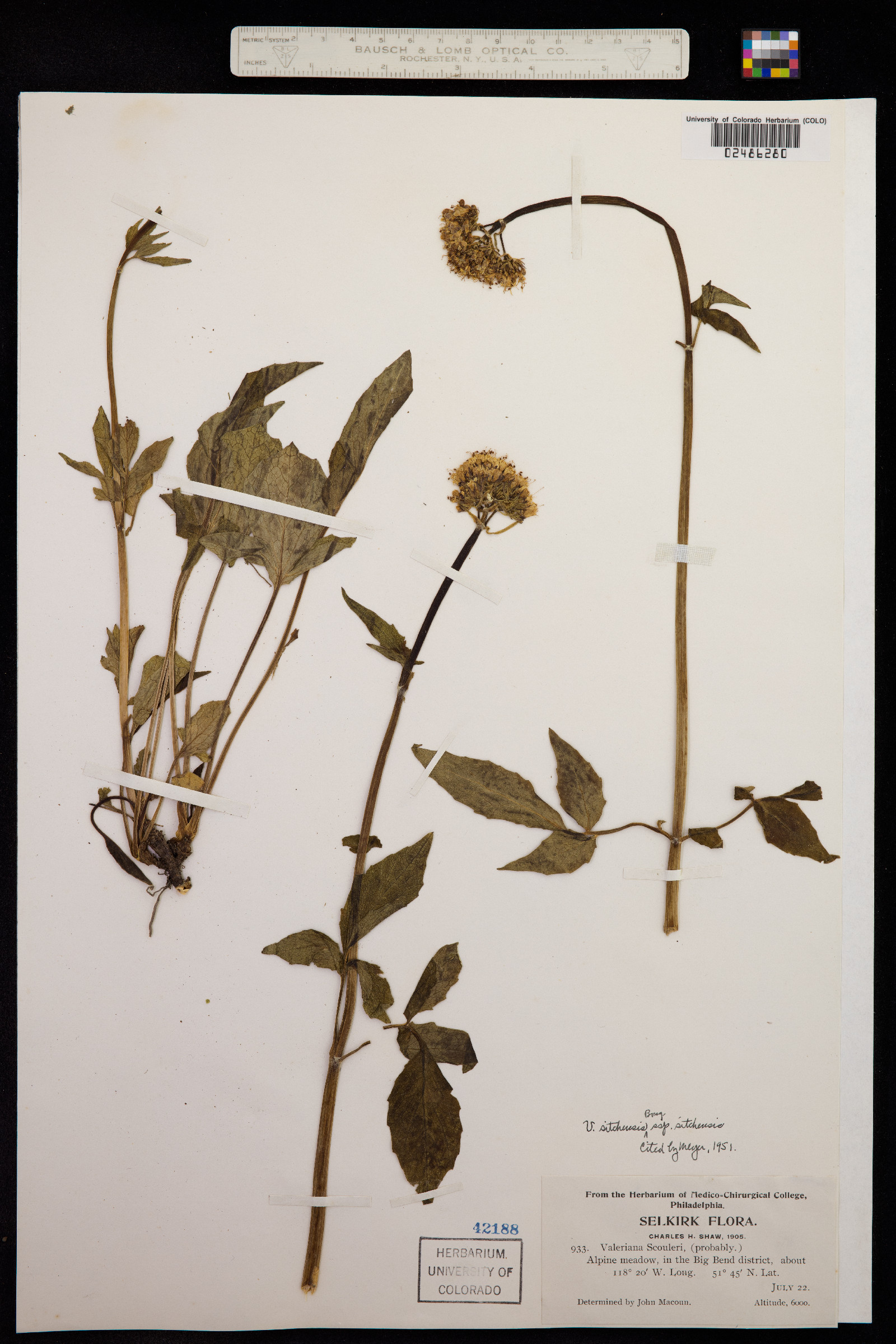 Valeriana sitchensis image