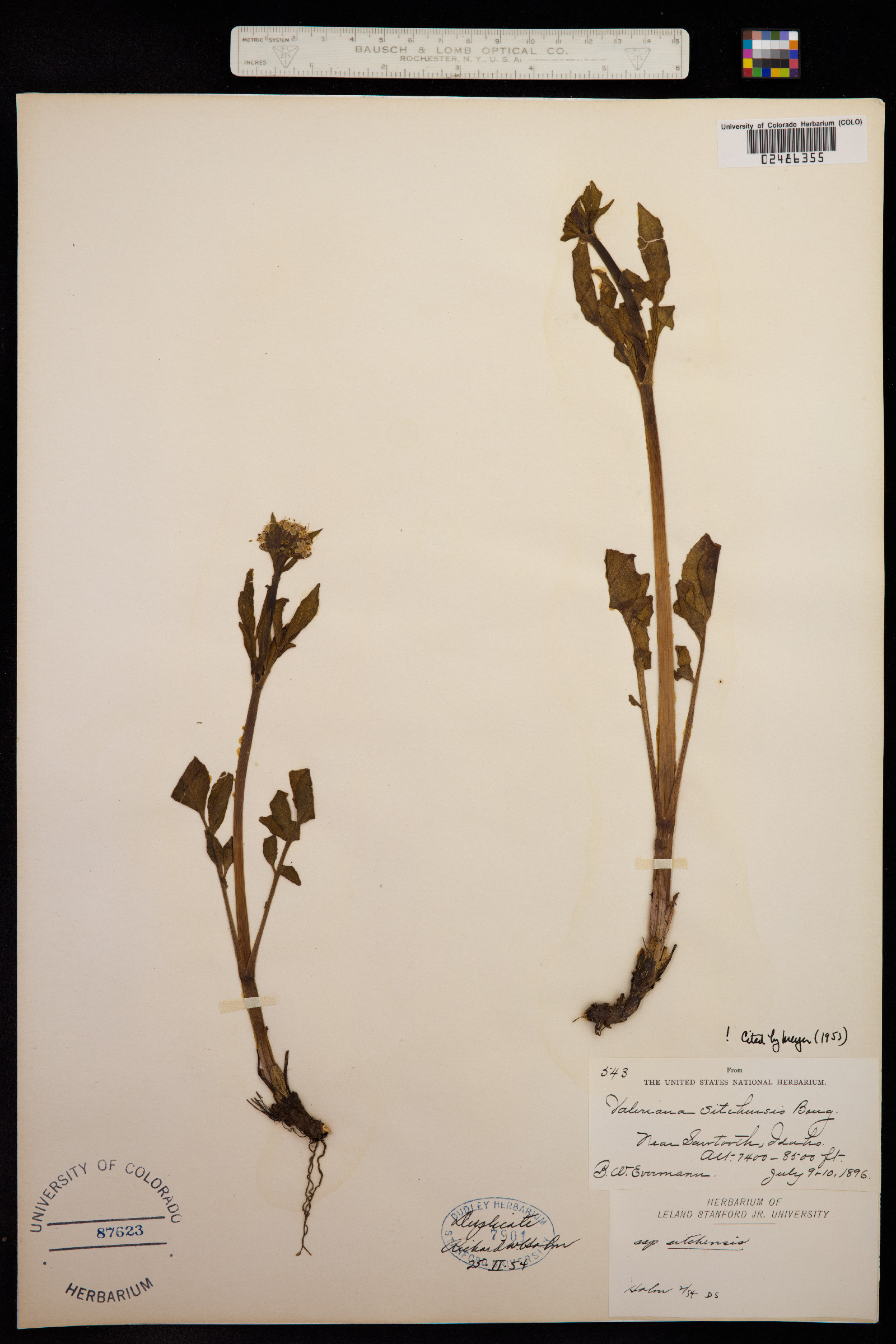 Valeriana sitchensis image