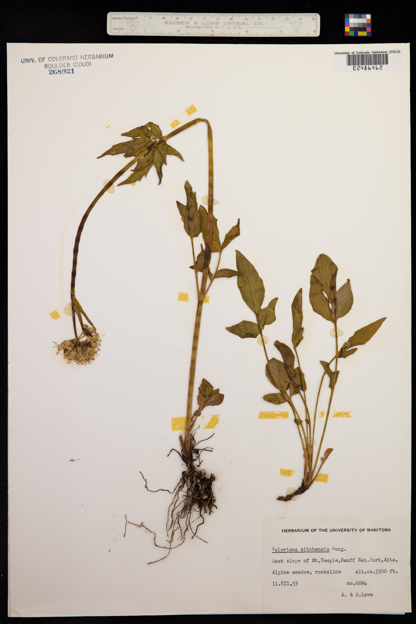 Valeriana sitchensis image