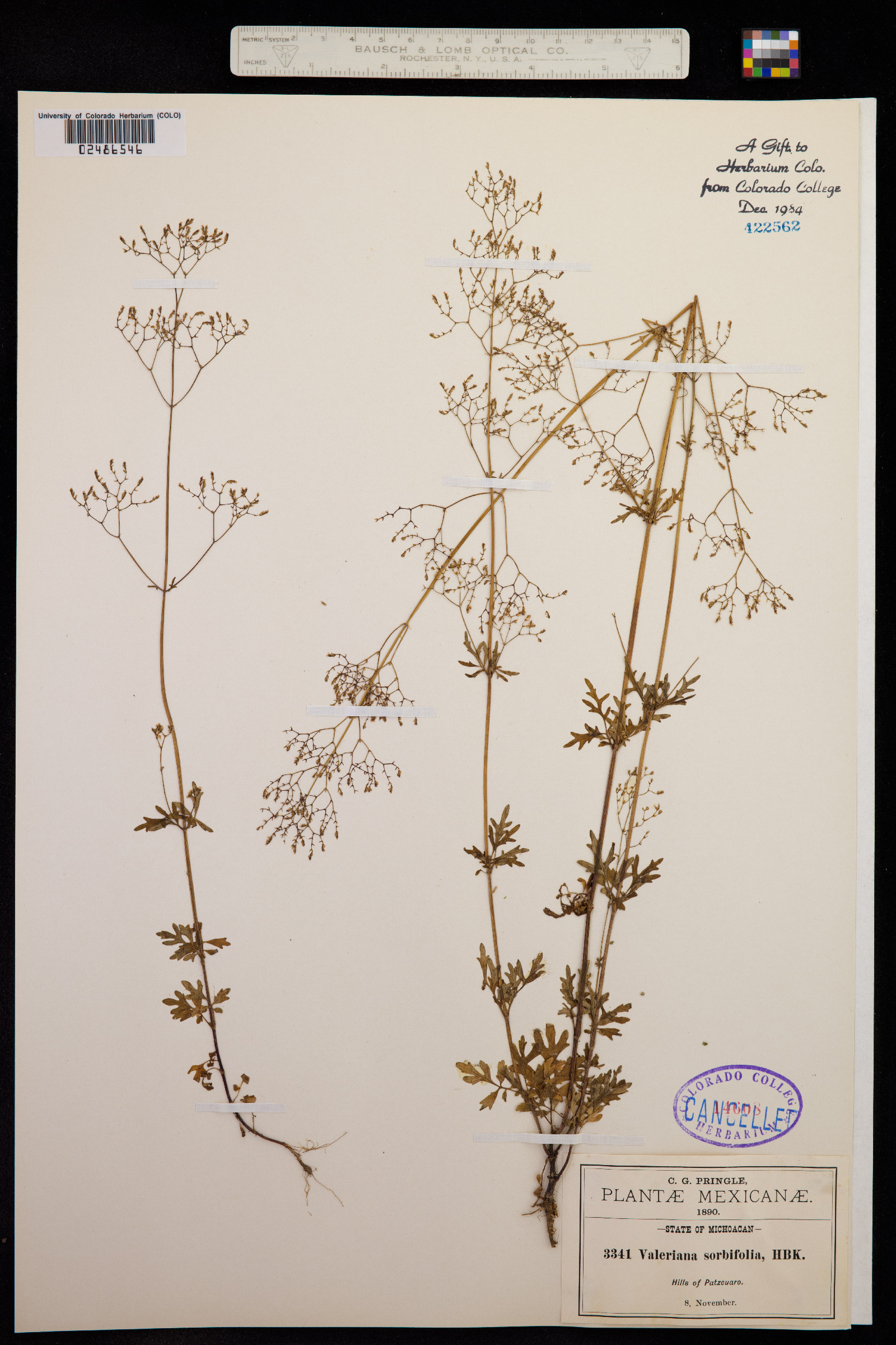 Valeriana sorbifolia image