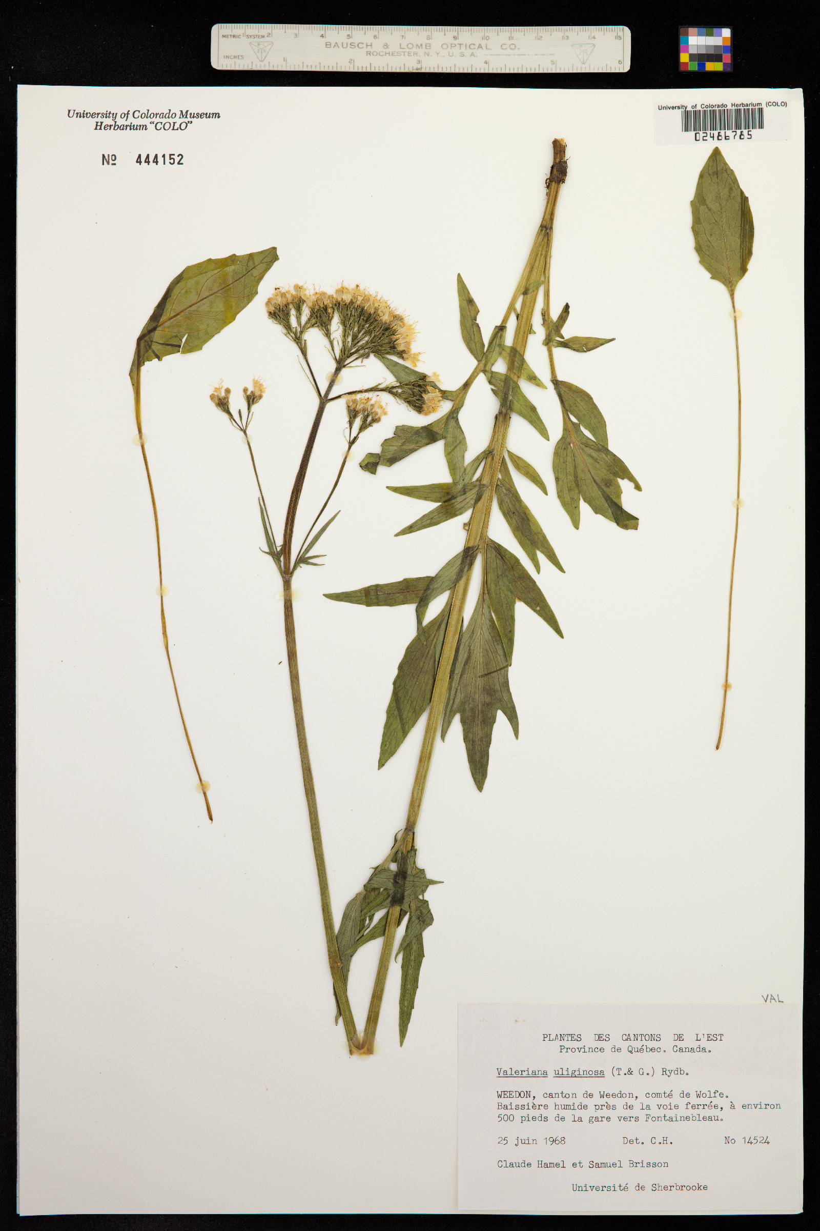 Valeriana sitchensis ssp. uliginosa image