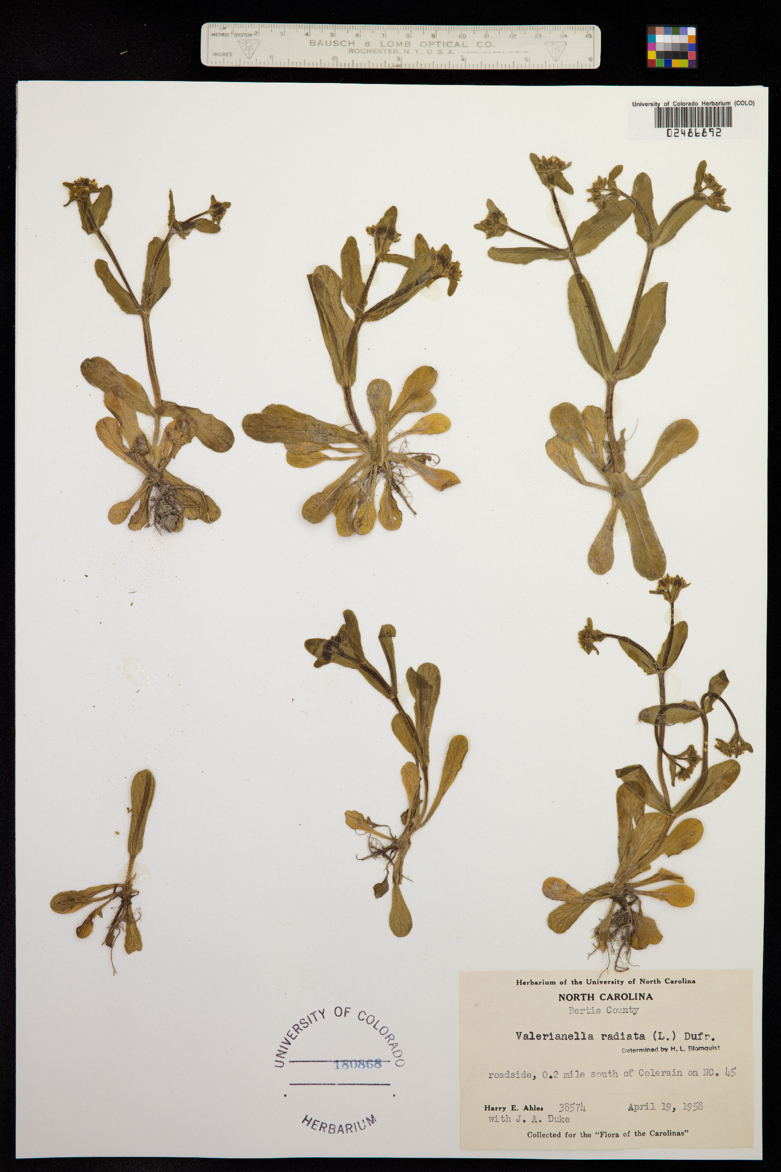 Valerianella radiata image