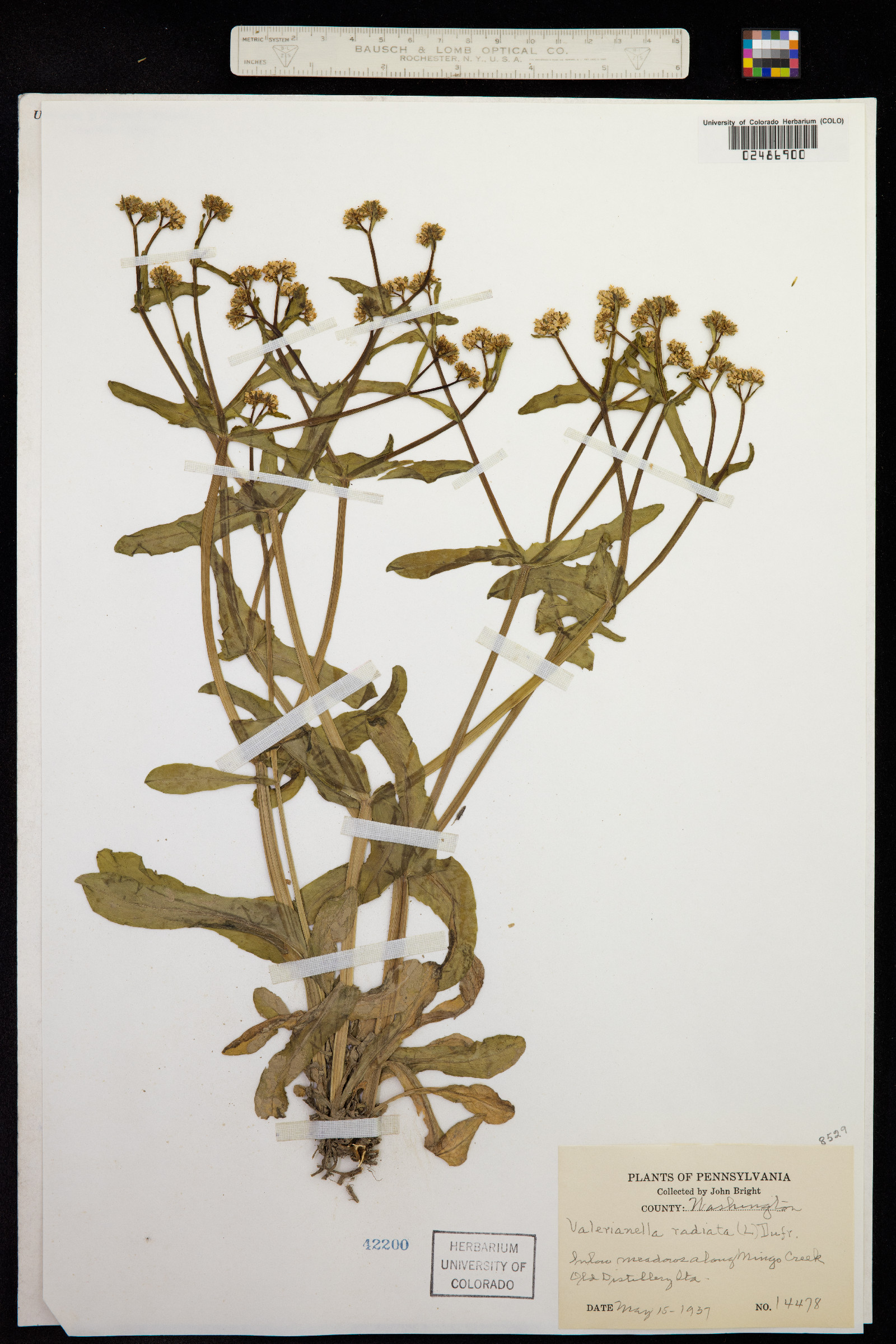 Valerianella radiata image