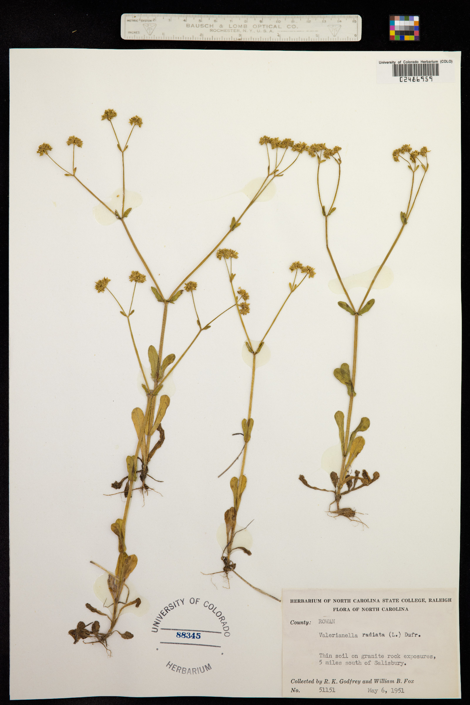 Valerianella radiata image