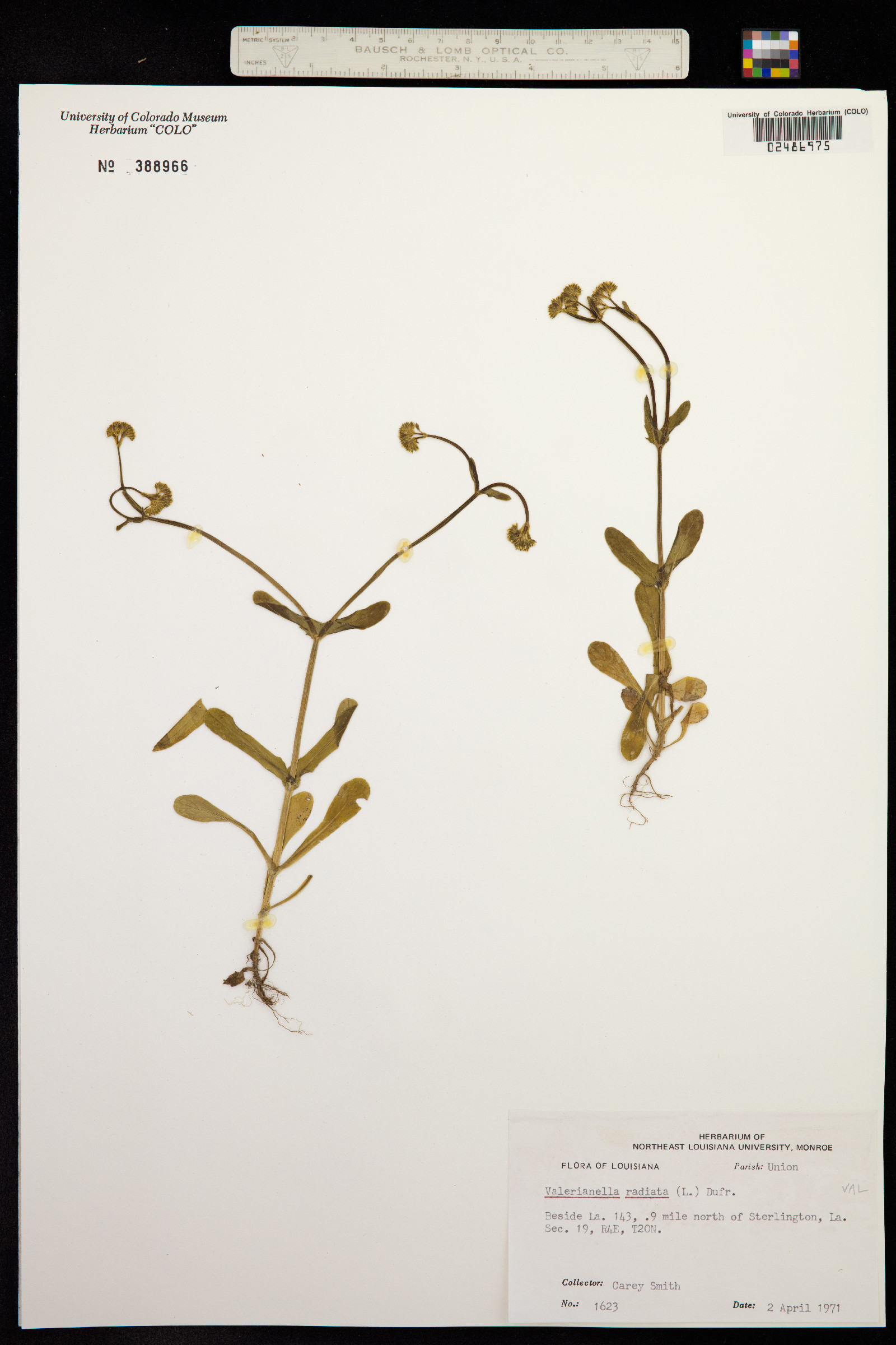 Valerianella radiata image