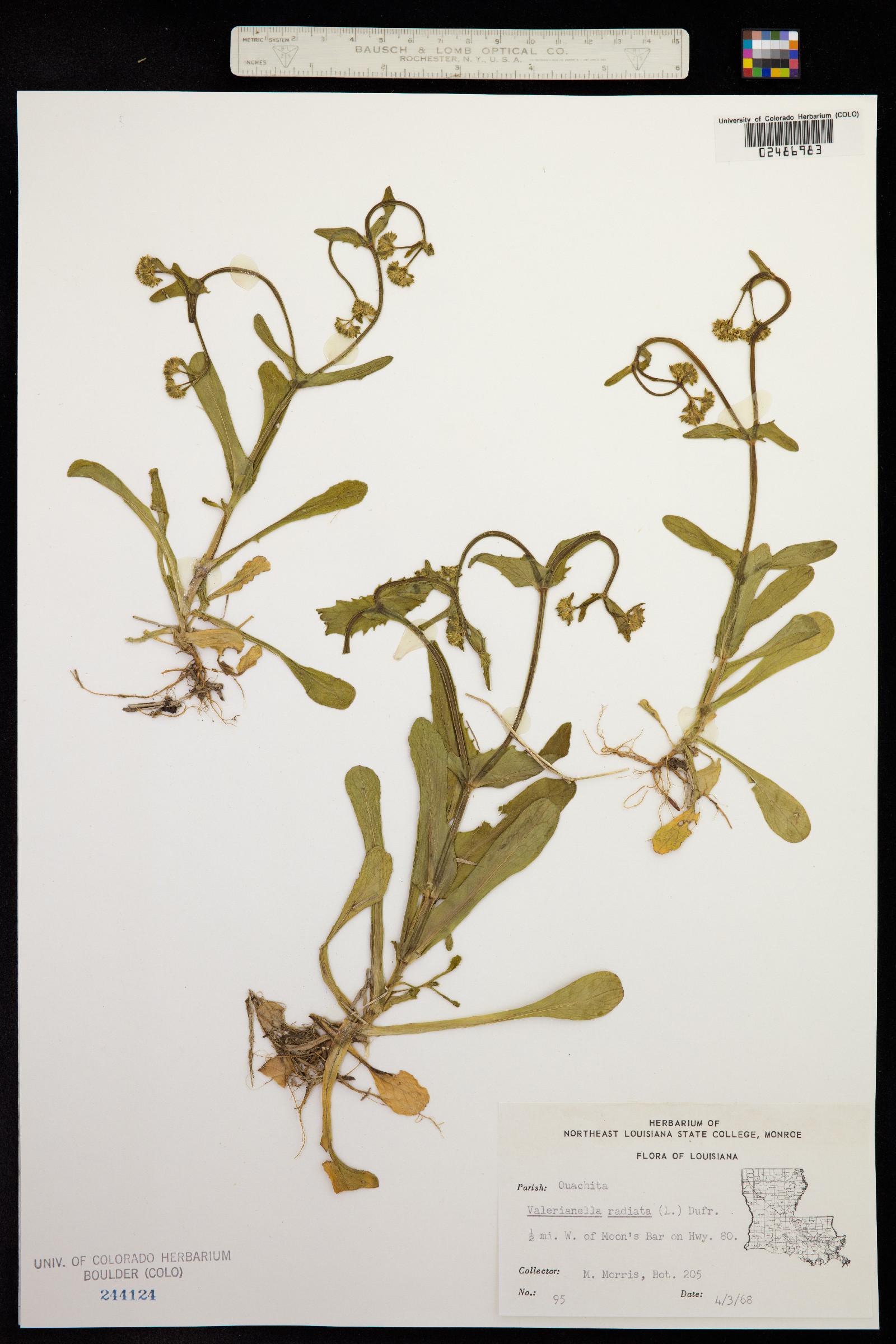 Valerianella radiata image