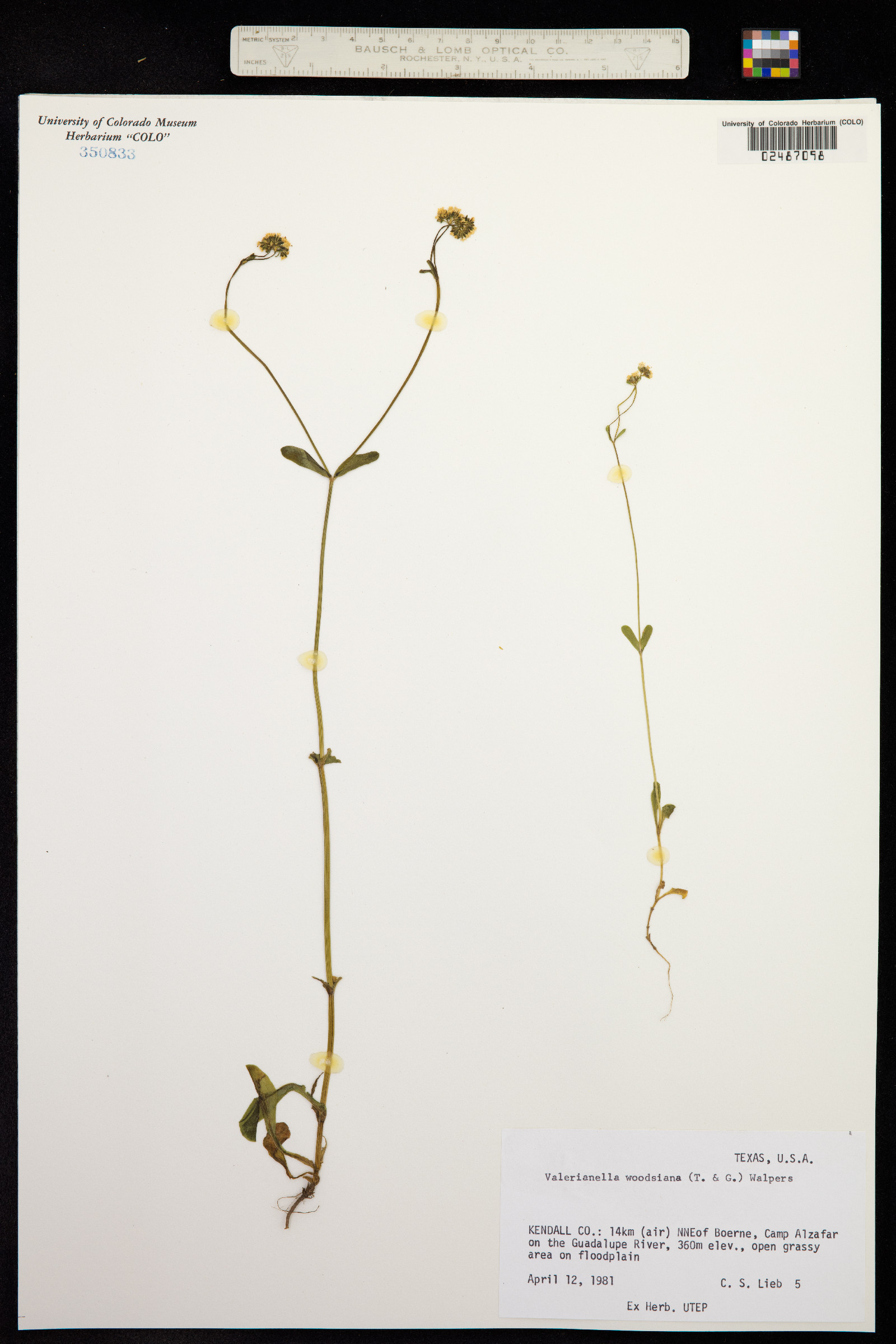 Valerianella image