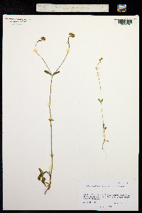 Valerianella radiata image