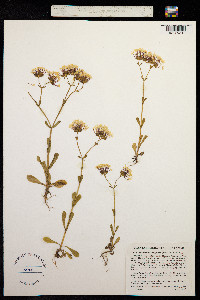 Image of Valerianella longiflora