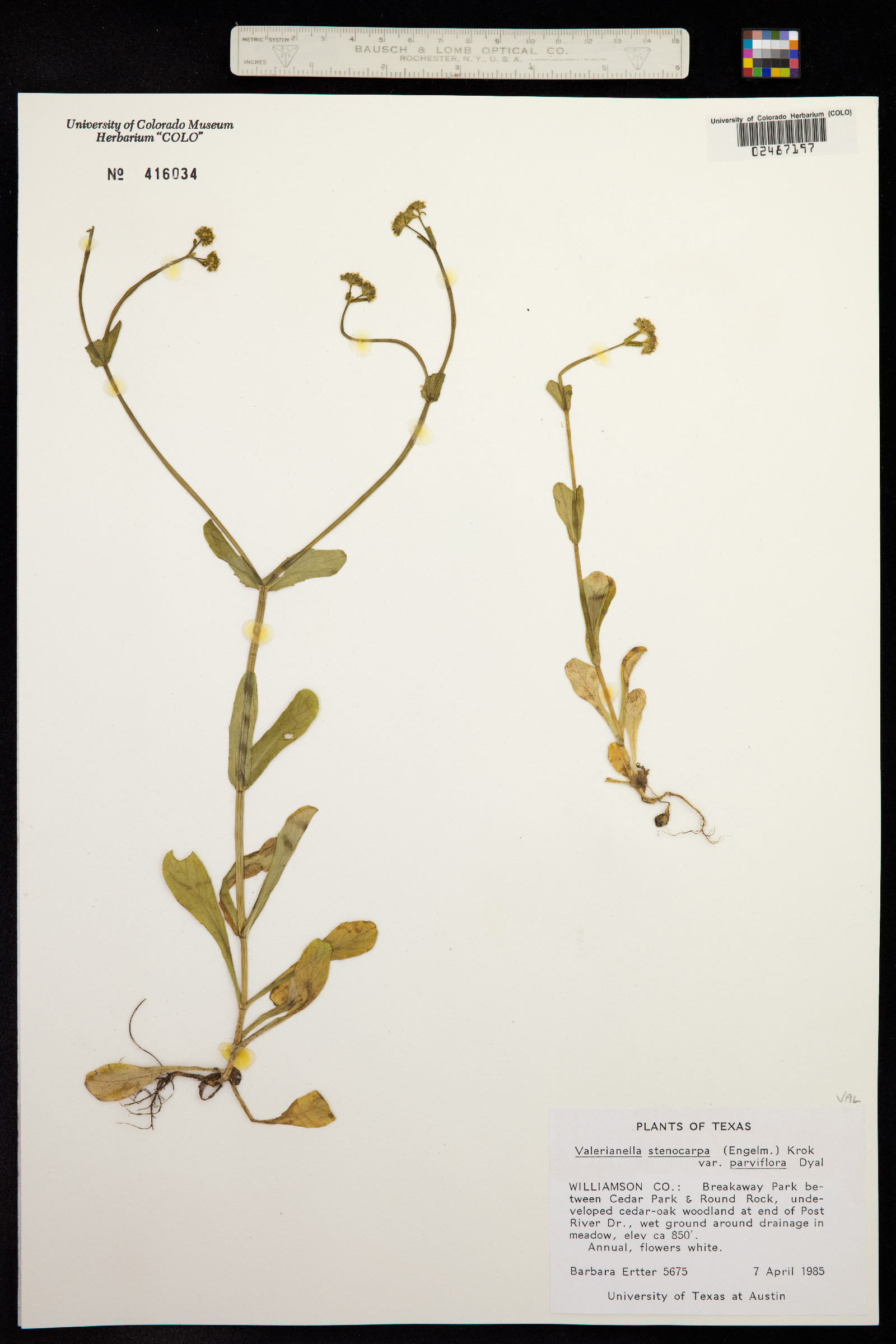 Valerianella stenocarpa image