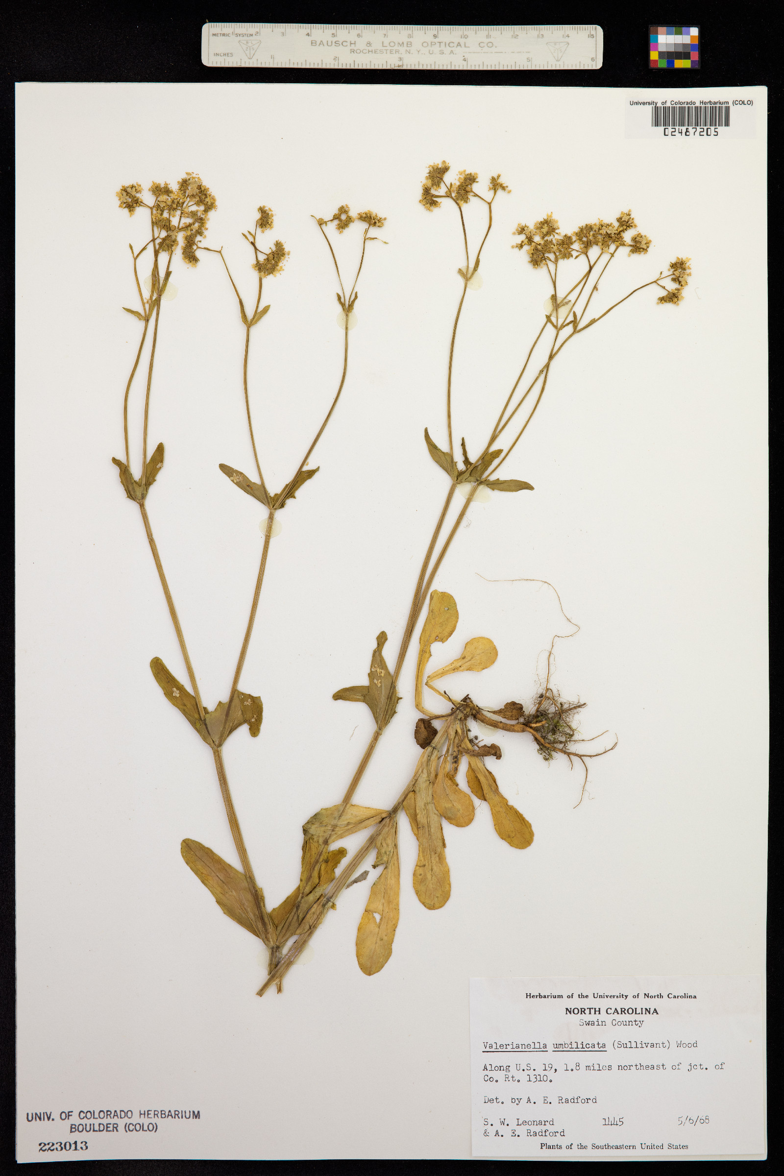 Valerianella umbilicata image