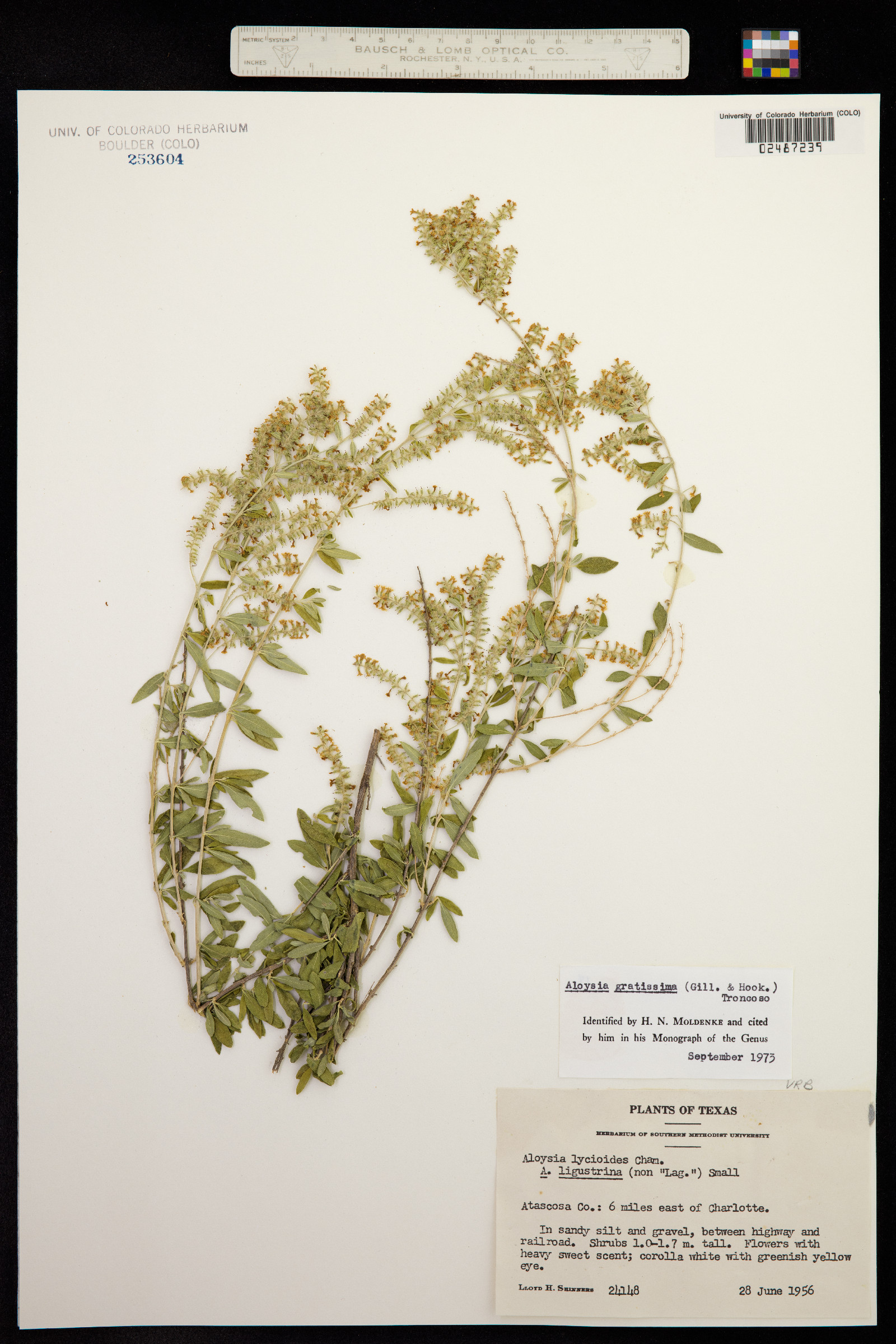 Aloysia gratissima image